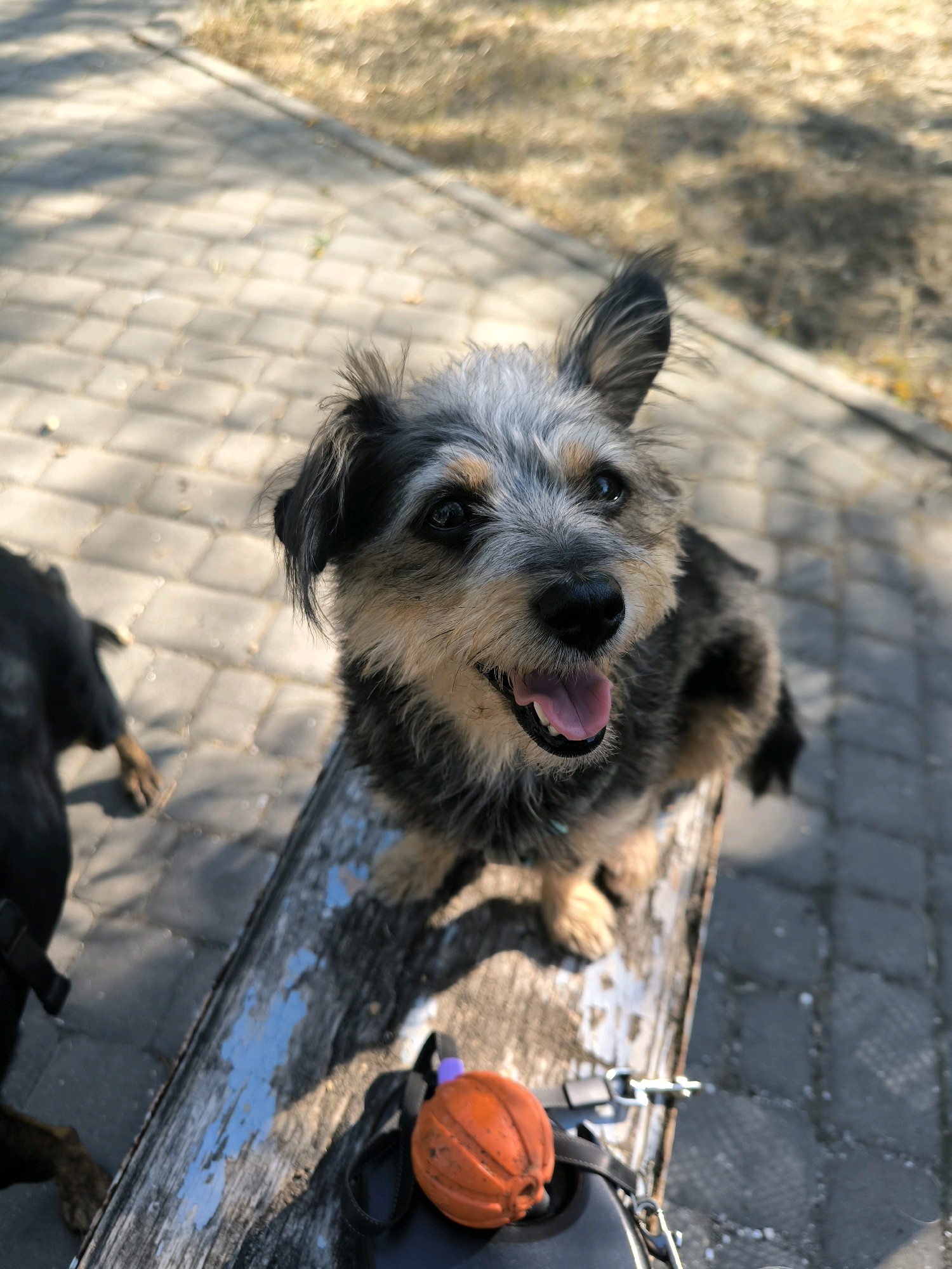A scruffy terrier mix dog sits on a wooden bench in what appears to be a park or outdoor seating area. The dog is looking up and to the right with its tongue slightly out, appearing alert and happy. In the background, a paved walkway with visible cobblestones and dried grass suggests an urban or park setting. To the left of the frame, the back of another black dog is partially visible, also on the paved area. On the bench in front of the terrier, an orange dog toy and a leash are present. The lighting suggests it is daytime with sunlight casting shadows. This scene is not specifically identifiable as being in Mykolaiv, Ukraine.