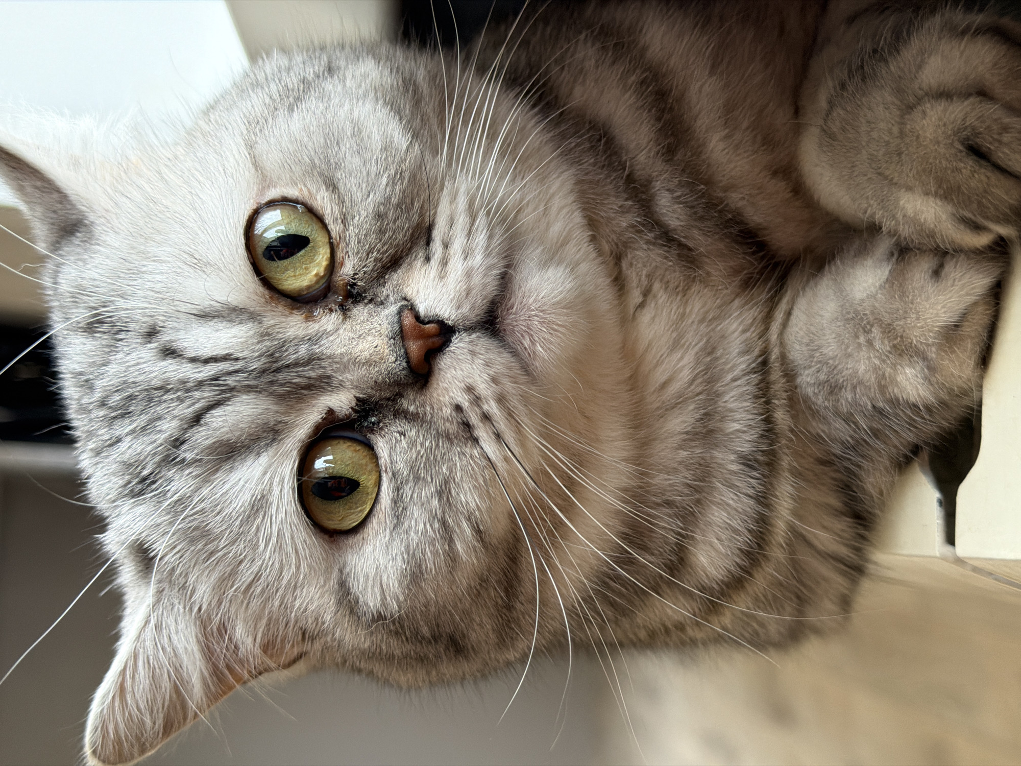 A close-up, angled portrait features a silver tabby cat with large, round, yellowish-green eyes. The cat's nose is a light pink-brown color. The background suggests the cat is indoors, near light-colored surfaces. The cat appears to be looking directly at the viewer. There is no evidence to support the location of the photo being in Chaikovsky, Russia.
