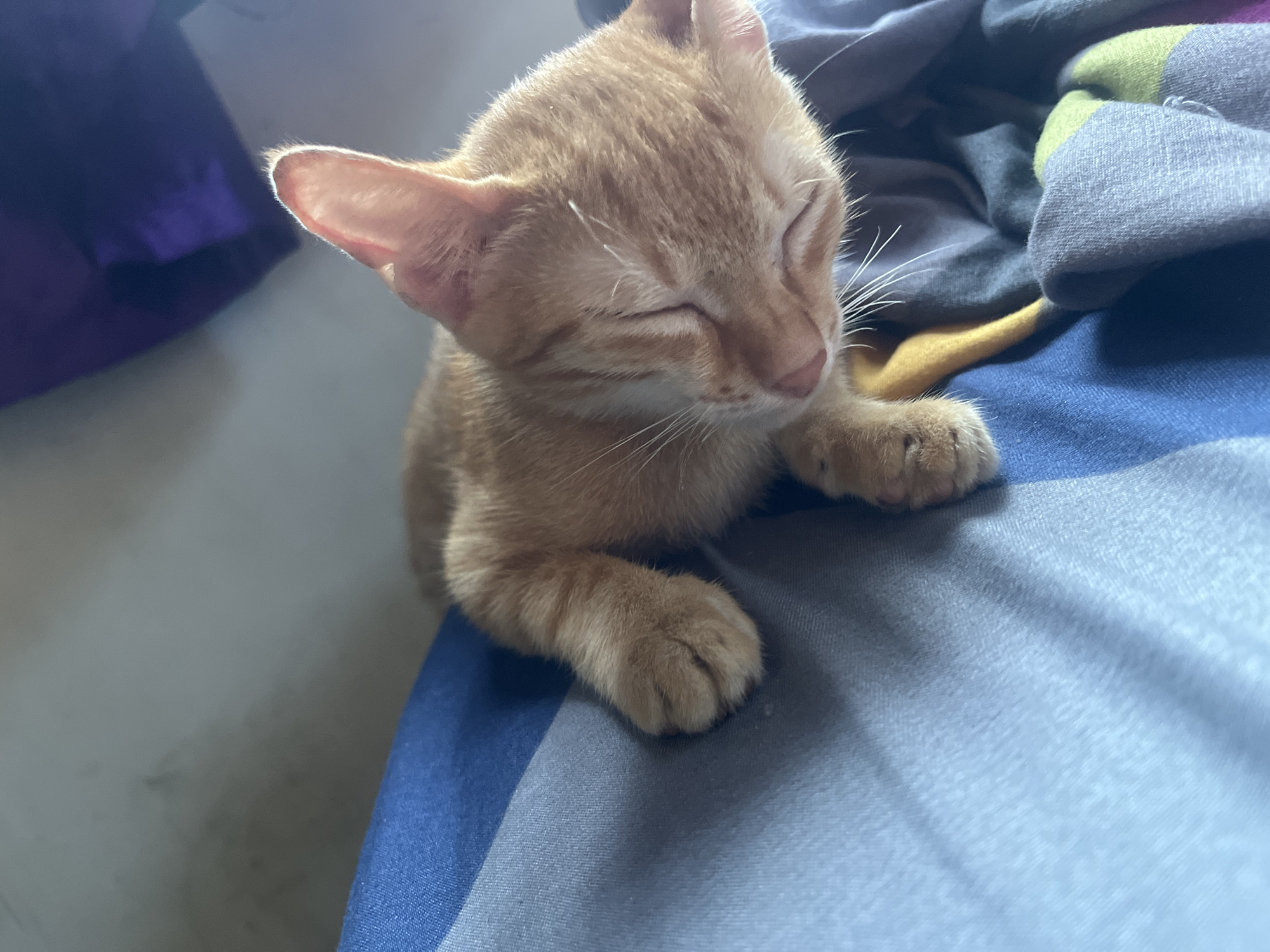 A ginger kitten sleeps on a bed with blue and gray striped sheets and a purple blanket in the background. The kitten's eyes are closed, and its paws are tucked underneath its body. The lighting suggests it is daytime.