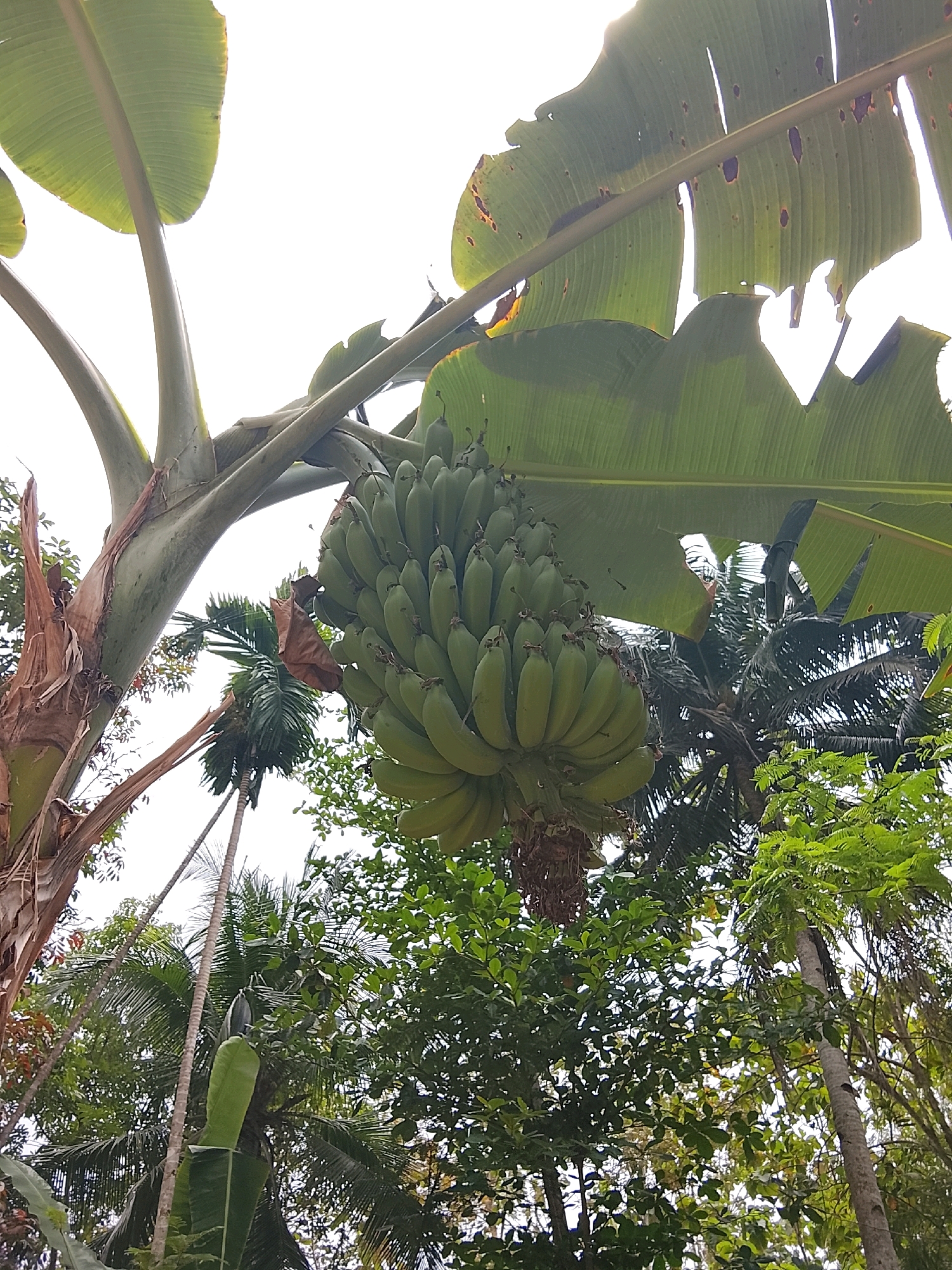 An upward, wide-angle shot captures a bunch of green, unripe bananas hanging from a banana tree. The bananas are clustered together on a thick stalk, with individual fruits clearly visible. Large, green banana leaves are prominent in the foreground, some with tattered edges and brown spots. In the background, lush green foliage of other trees, including palm trees, creates a dense canopy. The sky is bright white, suggesting it is daytime. The scene appears to be an outdoor natural environment, likely in Kertahayu, Indonesia, given the tropical vegetation. There are no people or animals visible in the image.