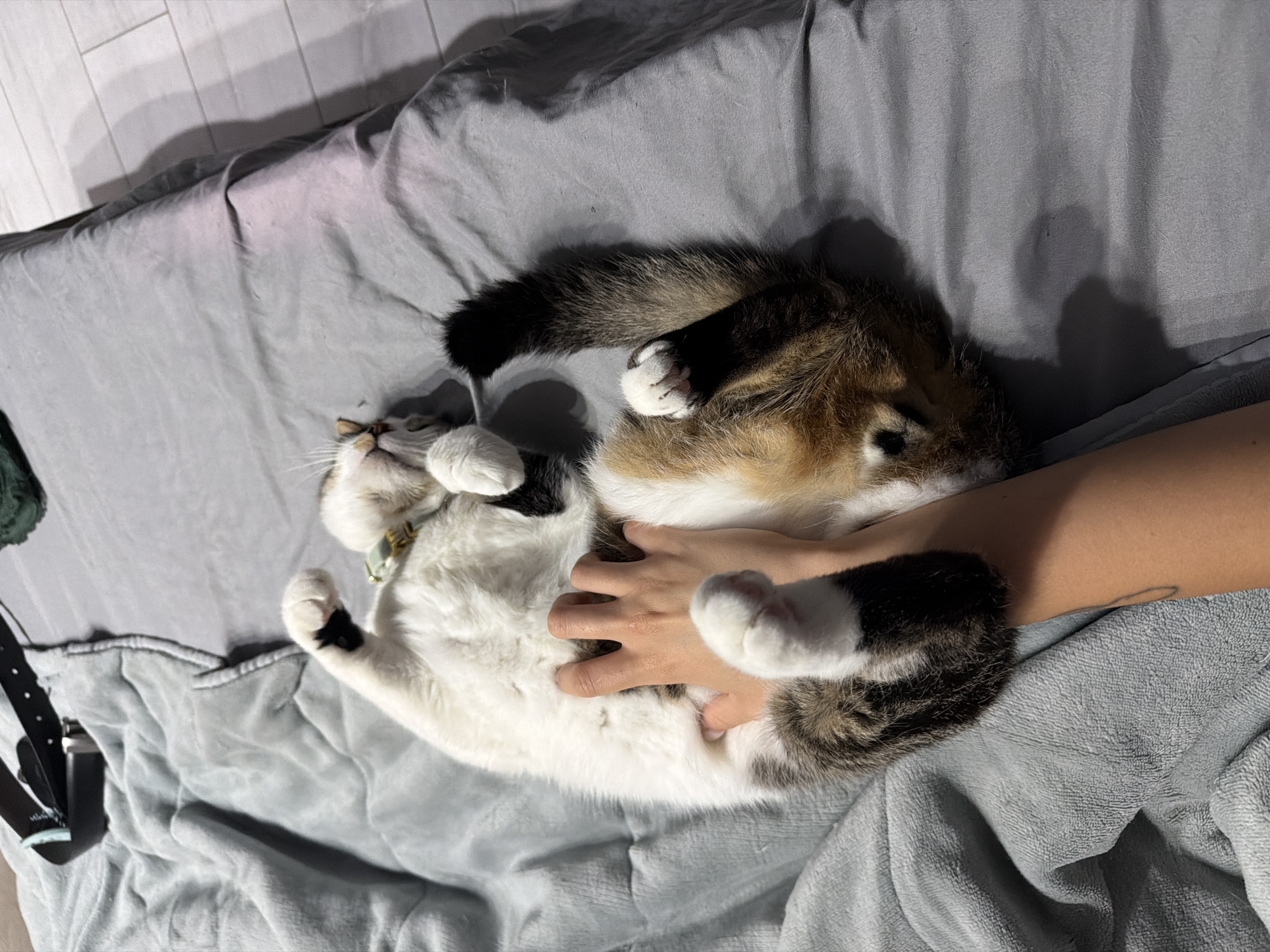 An adult calico cat lies on its back on a grey blanket, with its belly exposed and paws in the air. A human hand is gently petting the cat's stomach. The cat is wearing a collar with a light green attachment. The background shows a bed with a grey duvet and a black belt with a buckle is visible in the upper left corner of the image. The scene is indoors, likely in a bedroom. There is no information in the image to determine the location within Burgas, Bulgaria.