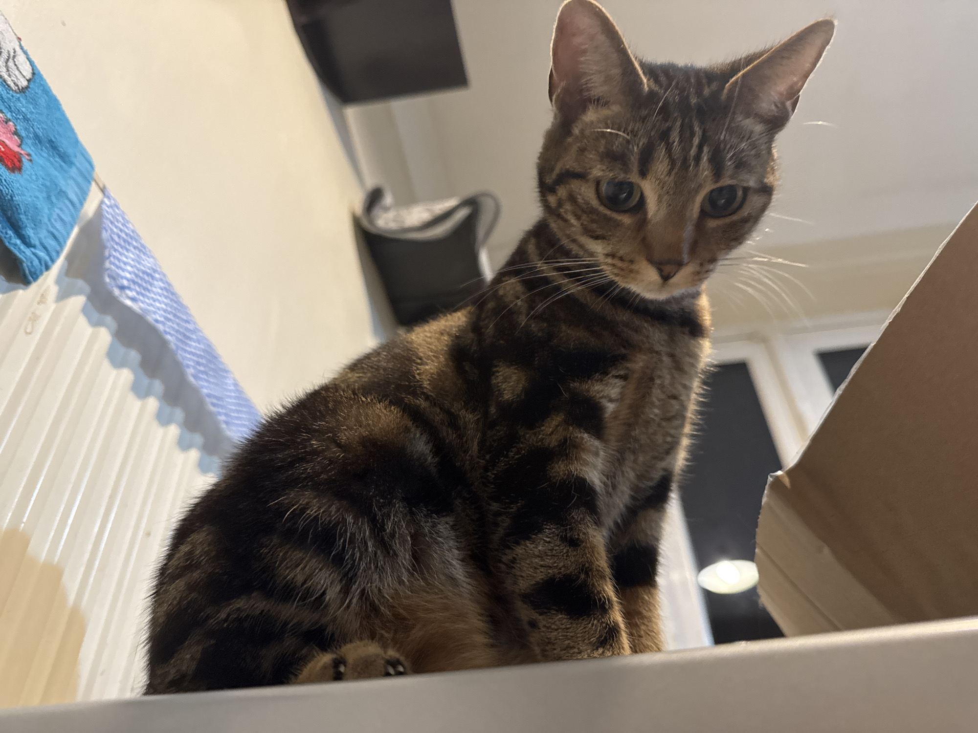 A brown tabby cat is perched on a white surface, looking downward. To the left, there is a blue and white object, possibly a towel. In the background, there is a dark grey object and a doorway leading to another room. The location is not discernible from the image.