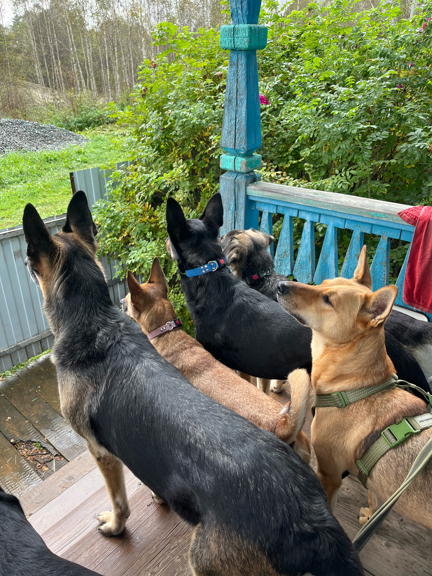A group of five dogs are standing on a wooden porch with a blue railing. The dogs are of various breeds and colors, including German Shepherd, tan, and black. Some of the dogs are wearing collars and harnesses. The porch is outdoors, with trees and greenery in the background. The sky appears overcast. The setting appears to be a rural or suburban area, possibly a dacha (Russian country house). The specific location in Nizhny Tagil, Russia, cannot be determined from the image alone, as there are no identifiable landmarks or signage.