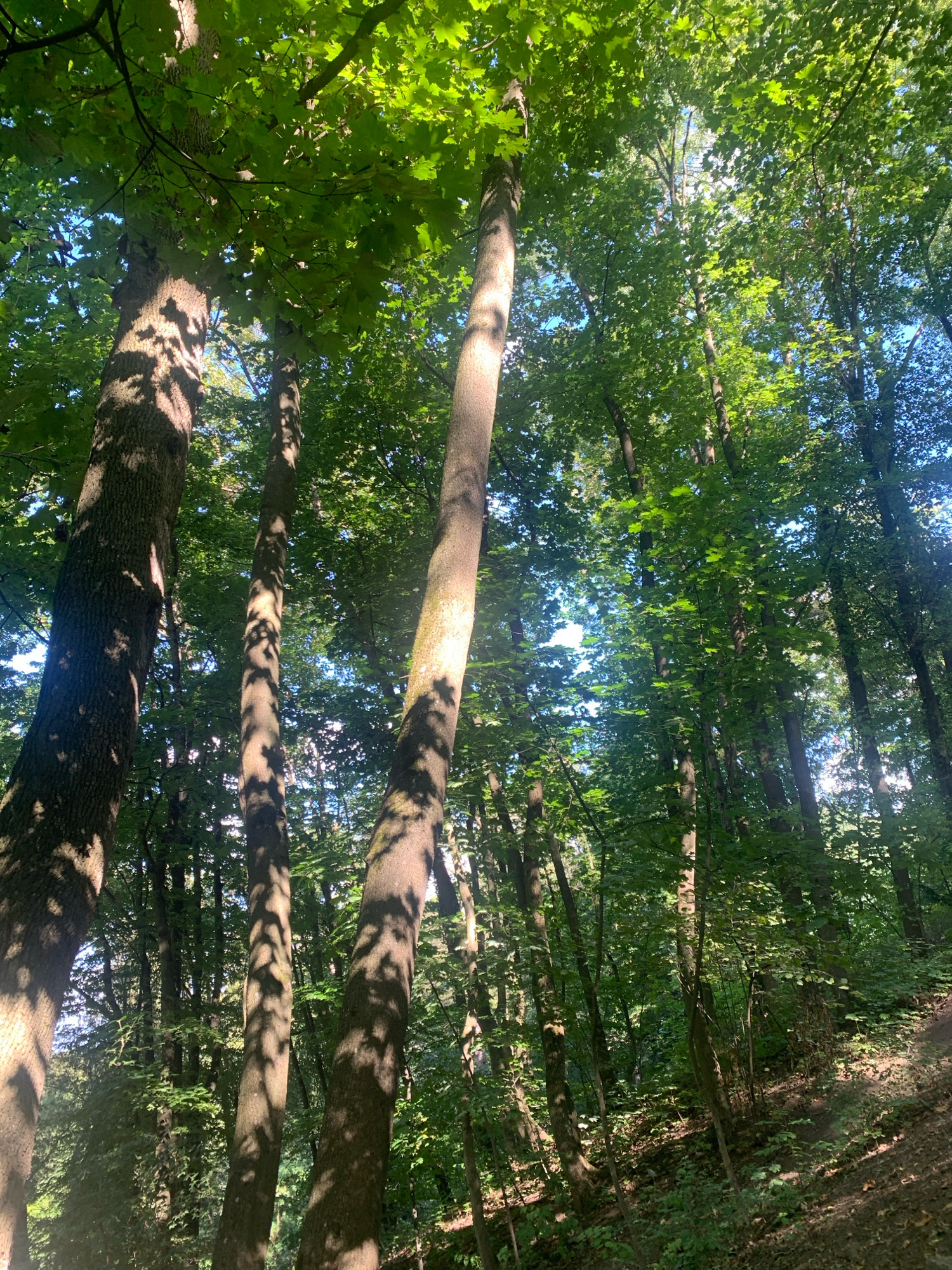 The image captures a low-angle view looking up into the dense canopy of a forest in Lviv, Ukraine. Sunlight filters through the bright green leaves, casting dappled shadows on the tree trunks and the forest floor. Three prominent tree trunks are visible in the foreground, with their bark textured and aged. The forest floor is covered in undergrowth and fallen leaves, and a path slopes upwards and to the right. The sky is a pale blue, visible through gaps in the foliage. The scene conveys a sense of natural beauty and tranquility.