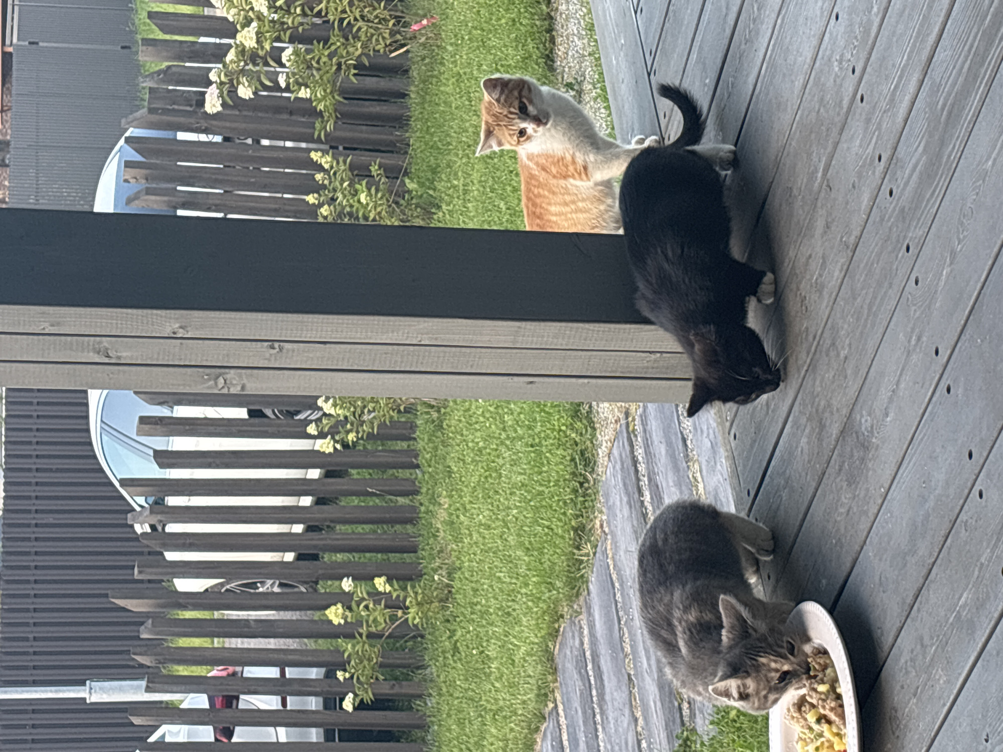 The image depicts an outdoor scene on a wooden deck, likely in Zvenigorod, Russia, given the context. In the foreground, three cats are present. A grey tabby kitten is actively eating from a white plate filled with food. To its right, a black cat with white paws is also feeding from the same plate. Further to the right and slightly behind, an orange and white cat stands looking to the left. The deck is made of weathered grey wooden planks. In the background, a lush green lawn is visible, bordered by a dark wooden fence. Behind the fence, a white car is parked, and in the far background, a dark metal fence is visible. The overall environment suggests a residential outdoor space, possibly a backyard or patio.