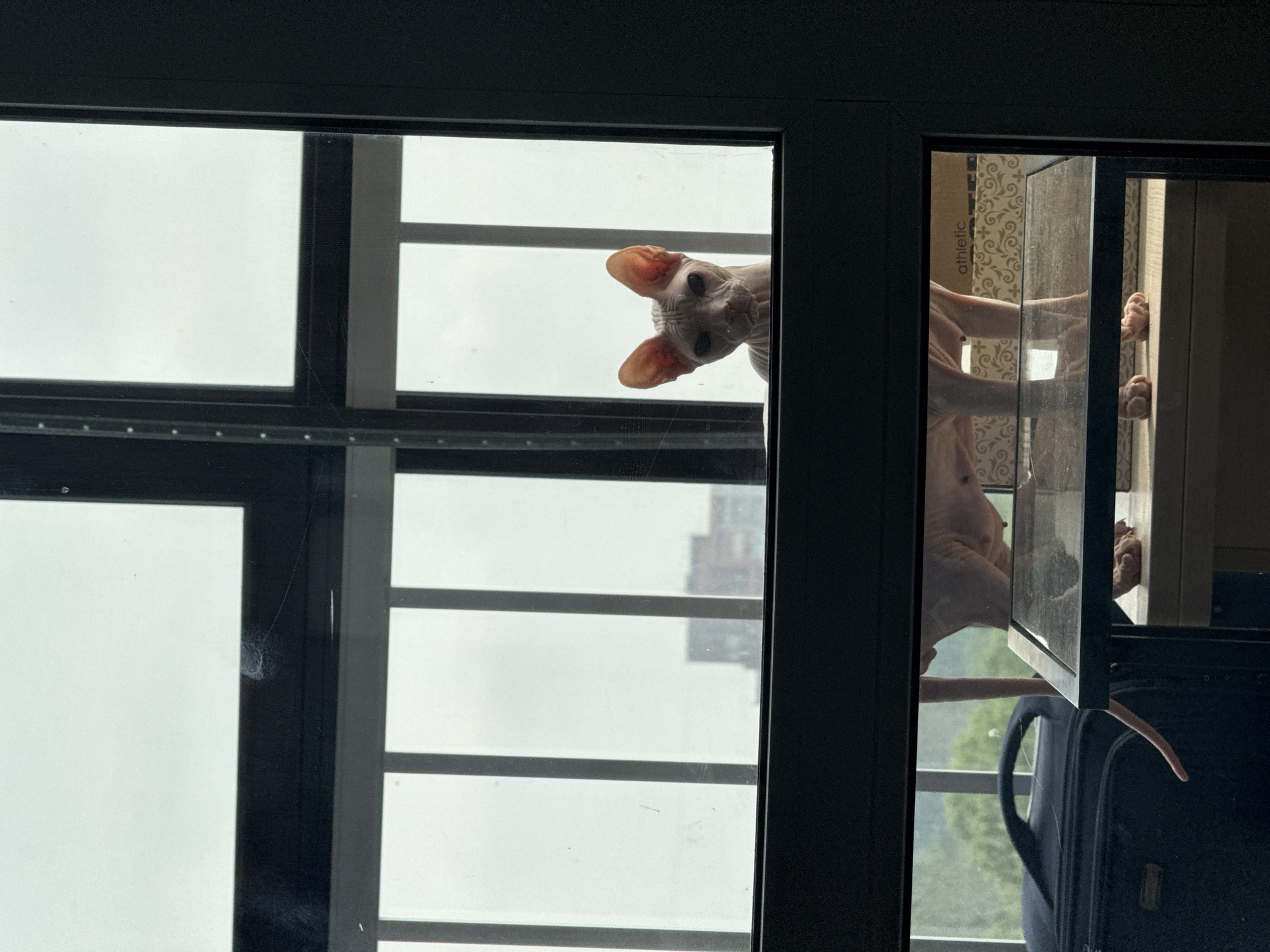 A hairless cat is looking out of a window. The cat is light pink and has large ears. It is sitting on a table in front of the window, with its head and front paws visible. The window is large and has dark frames. Through the window, a blurry cityscape can be seen. There is a dark suitcase to the left of the cat.