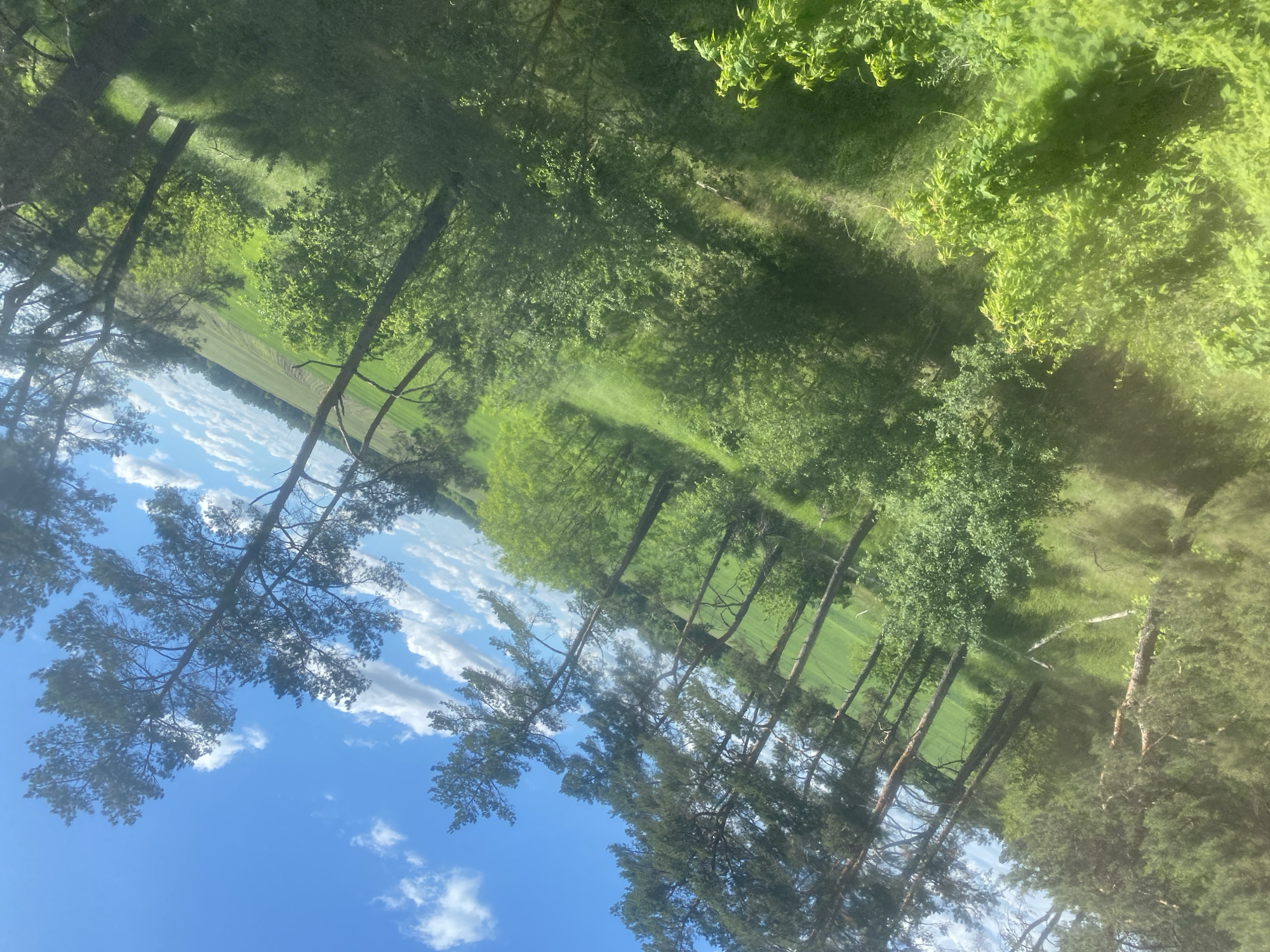 The image shows a landscape likely located in Pidluky, Ukraine, given the query context. The foreground is dominated by a pine forest with tall, slender trees reaching upwards, their dark green foliage contrasting with the bright blue sky speckled with white clouds visible through the branches. Beyond the forest, there's a grassy field or meadow, transitioning into a denser area of green foliage, possibly another section of forest or thick shrubbery. The overall scene suggests a natural environment with a mix of open space and woodland.