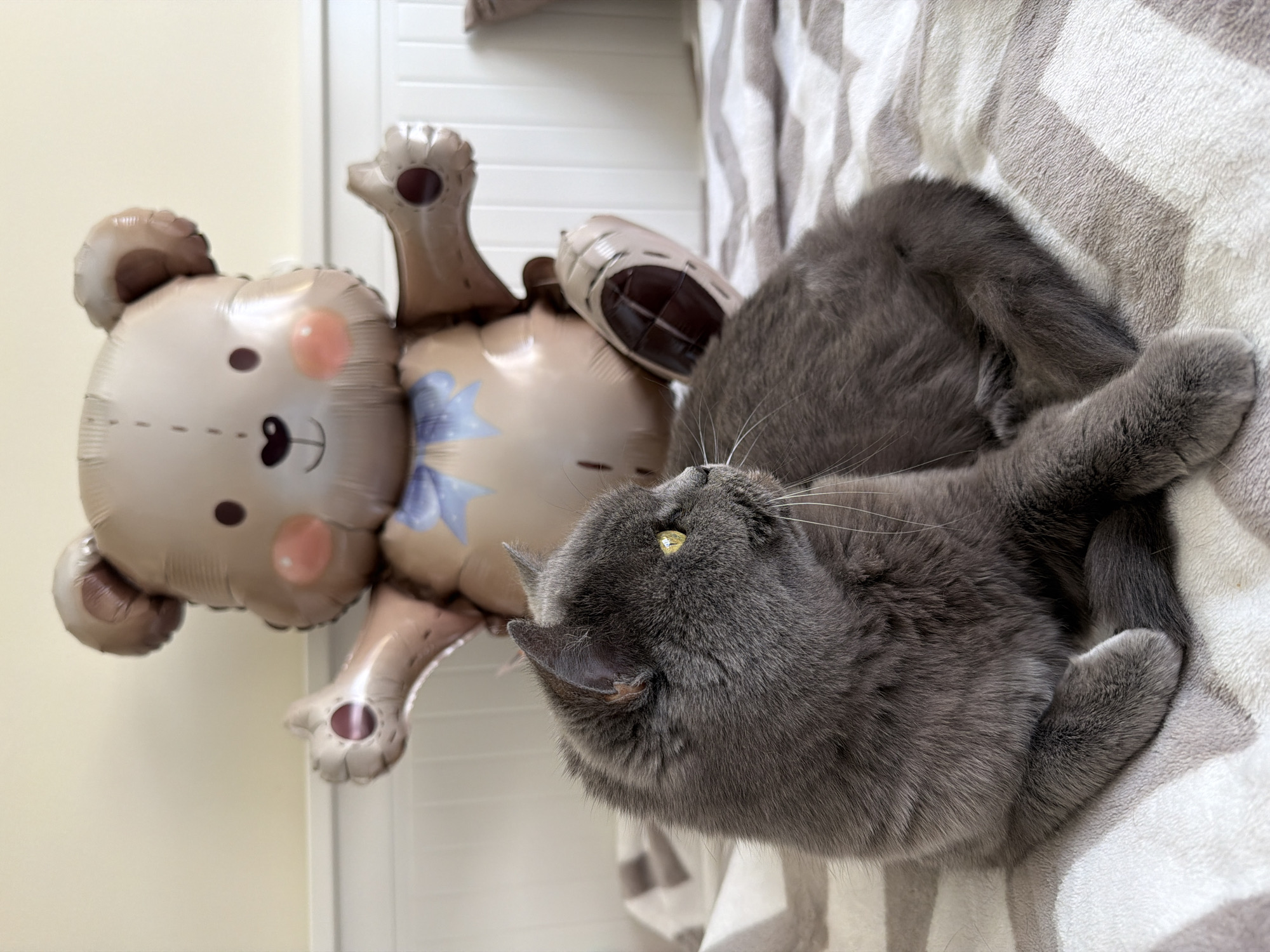 This image presents an indoor scene featuring a grey cat and a large teddy bear-shaped foil balloon. The setting is likely a cozy home, with a light-colored wall in the background and a bed or sofa covered by a soft blanket featuring a grey and white/cream zig-zag pattern. A white door or furniture piece is partially visible behind the balloon.
The main subject is a sleek, medium-sized grey cat, possibly a British Shorthair or Russian Blue, distinguished by its dense fur. The cat is lying on its left side on the striped blanket, with its head turned upwards and slightly to the left, directing its bright yellow-green gaze towards the balloon. Its body appears relaxed, with paws tucked in. Prominent white whiskers fan out from its snout.
Beside the cat, resting on the same surface, is a large, light brown foil balloon in the shape of a teddy bear. The balloon is adorned with printed details that mimic stitches on its limbs, head, and body, giving it the appearance of a stuffed animal. It features a friendly face with small black dot eyes, a dark nose, a stitched mouth, and two light pink blush spots on its cheeks. A light blue bow is depicted on its chest.
The activity captured is the cat observing the teddy bear balloon with apparent curiosity or interest. The lighting suggests it is daytime, with soft, ambient illumination. No specific location cues for Riga, Latvia are visible in the image, aside from the provided context. There is no visible text. The overall impression is one of a calm, domestic moment, possibly playful or contemplative.