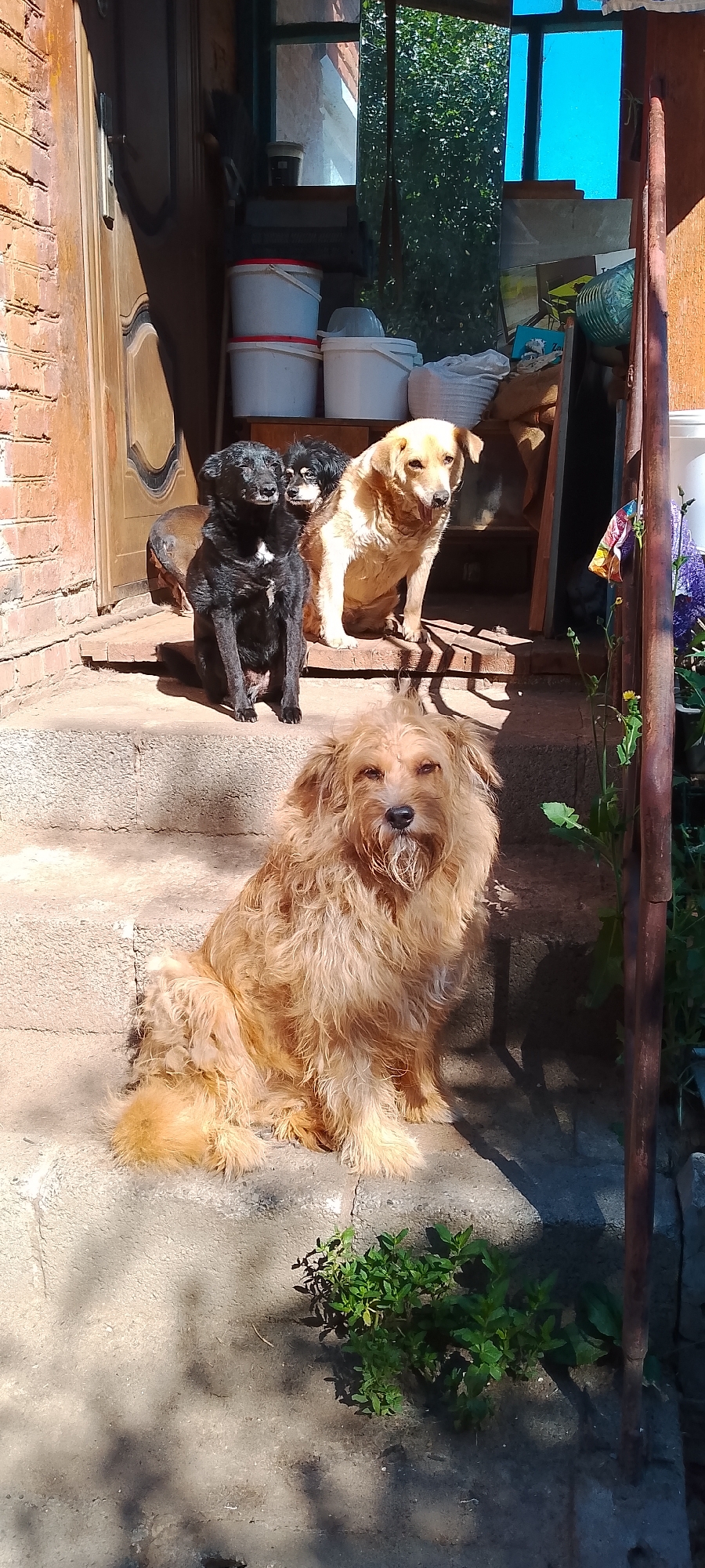 The image shows four dogs sitting on concrete steps in front of a brick building. The building appears to be a house or shed with a wooden door and a window. There are several buckets and bags of supplies stored near the entrance. The dogs include a black dog in the front left, a smaller black and tan dog behind it, a light brown dog sitting to the right of the black dogs, and a shaggy, light brown dog sitting on the steps in the foreground. The scene is illuminated by sunlight, casting shadows on the steps and the building. The overall impression is one of a rustic outdoor setting, possibly a backyard or entryway.