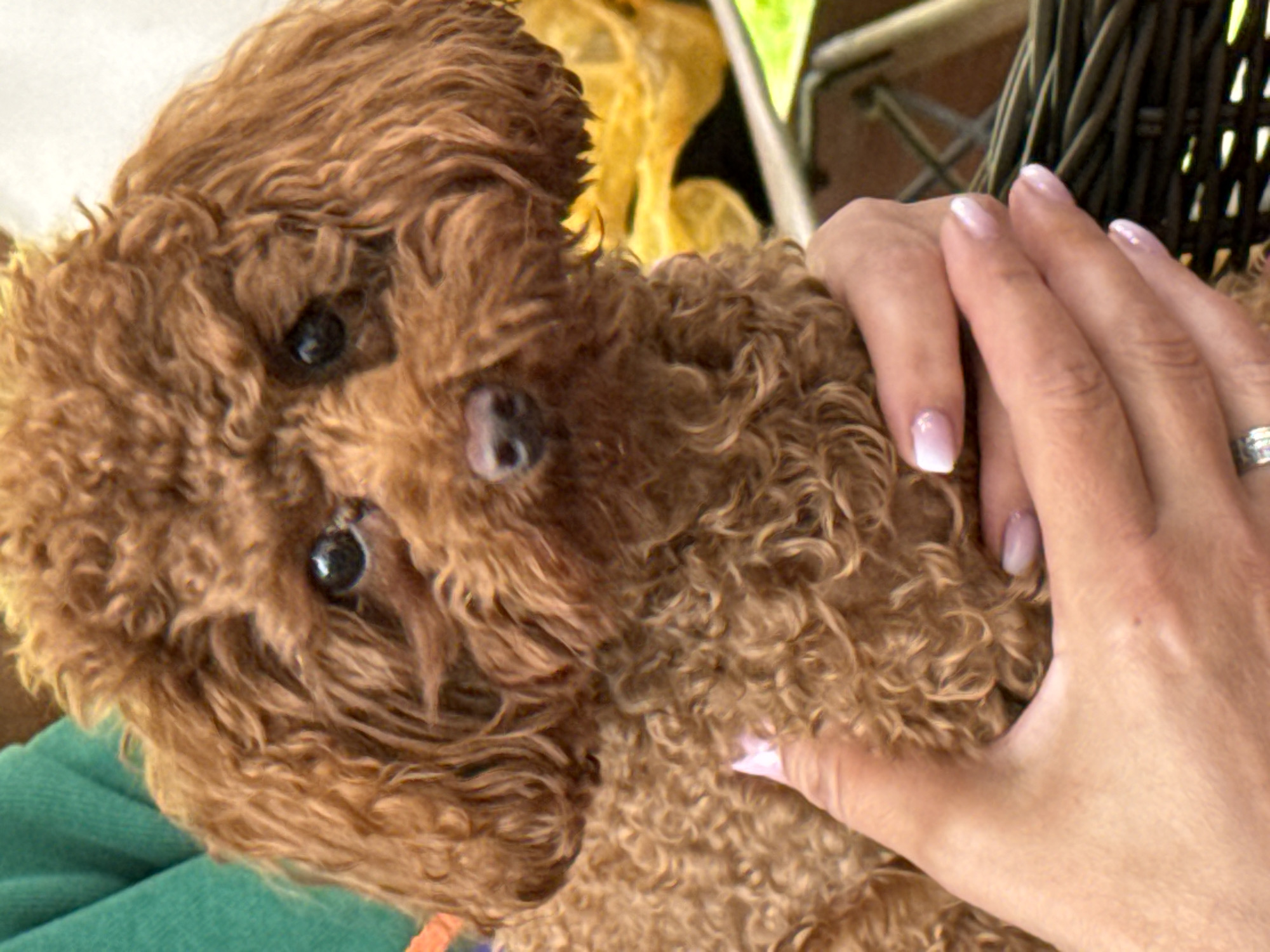 A close-up, waist-up shot shows a person's hands gently holding a fluffy, reddish-brown poodle puppy. The puppy's curly fur covers its face and body. Its dark eyes are visible, and its nose is a dark brown. The puppy is being held close to the viewer's chest, and the person's hands are wrapped around its body, supporting its weight. The person's fingernails are painted with a pale pink and white gradient. In the background, there are hints of a green fabric and a blurred yellow object. The scene appears to be an outdoor setting, possibly in a park or garden, on a sunny day. The image is sharp and clear, with good lighting.