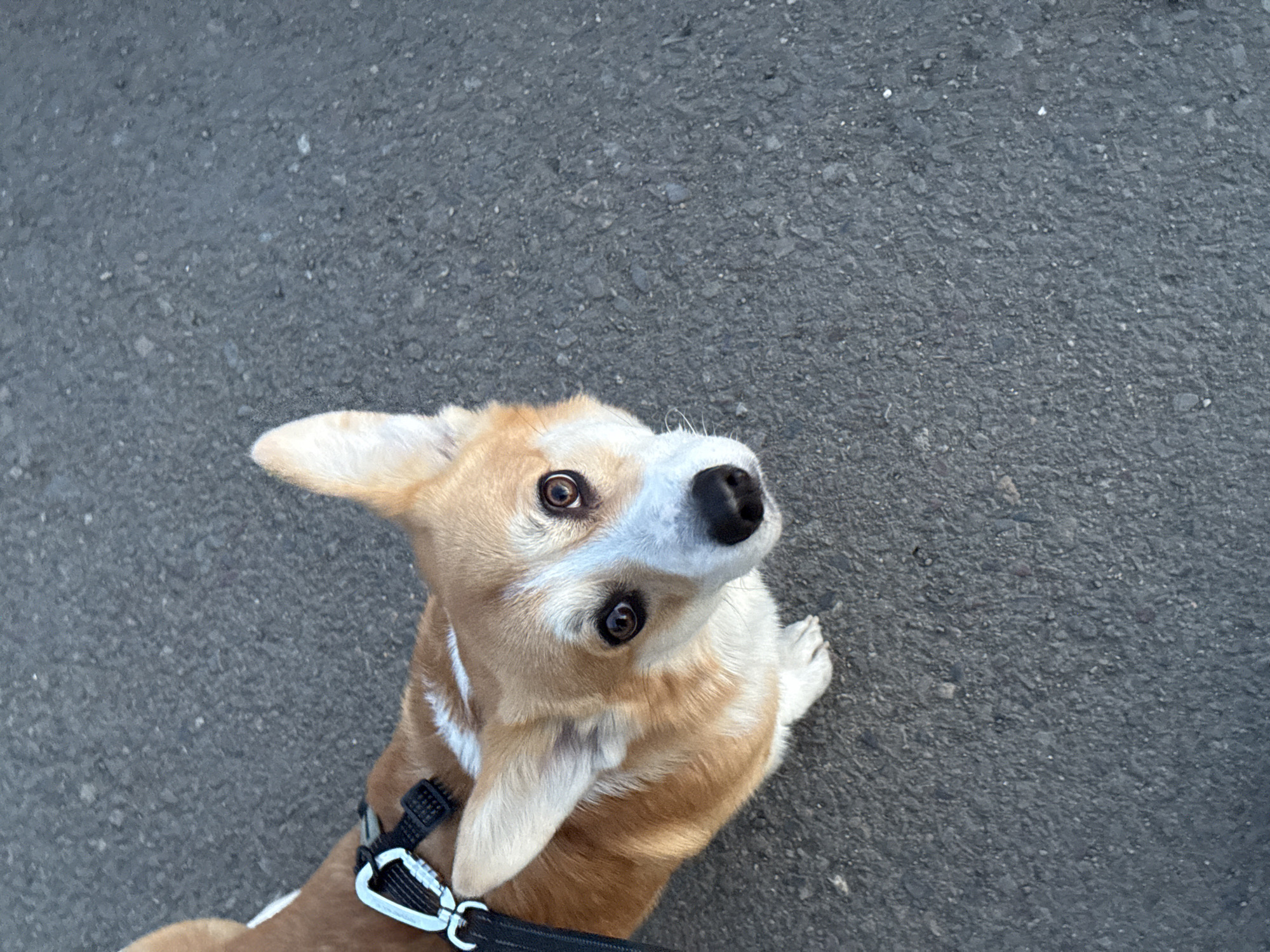 A corgi dog looks upwards towards the camera on a paved street. The dog is light brown and white with a black nose and brown eyes. It is wearing a black harness with a silver clip. The paved street is gray and appears to be asphalt. The location is not indicated in the image. The city of Borzya, Russia, cannot be determined from the given image.