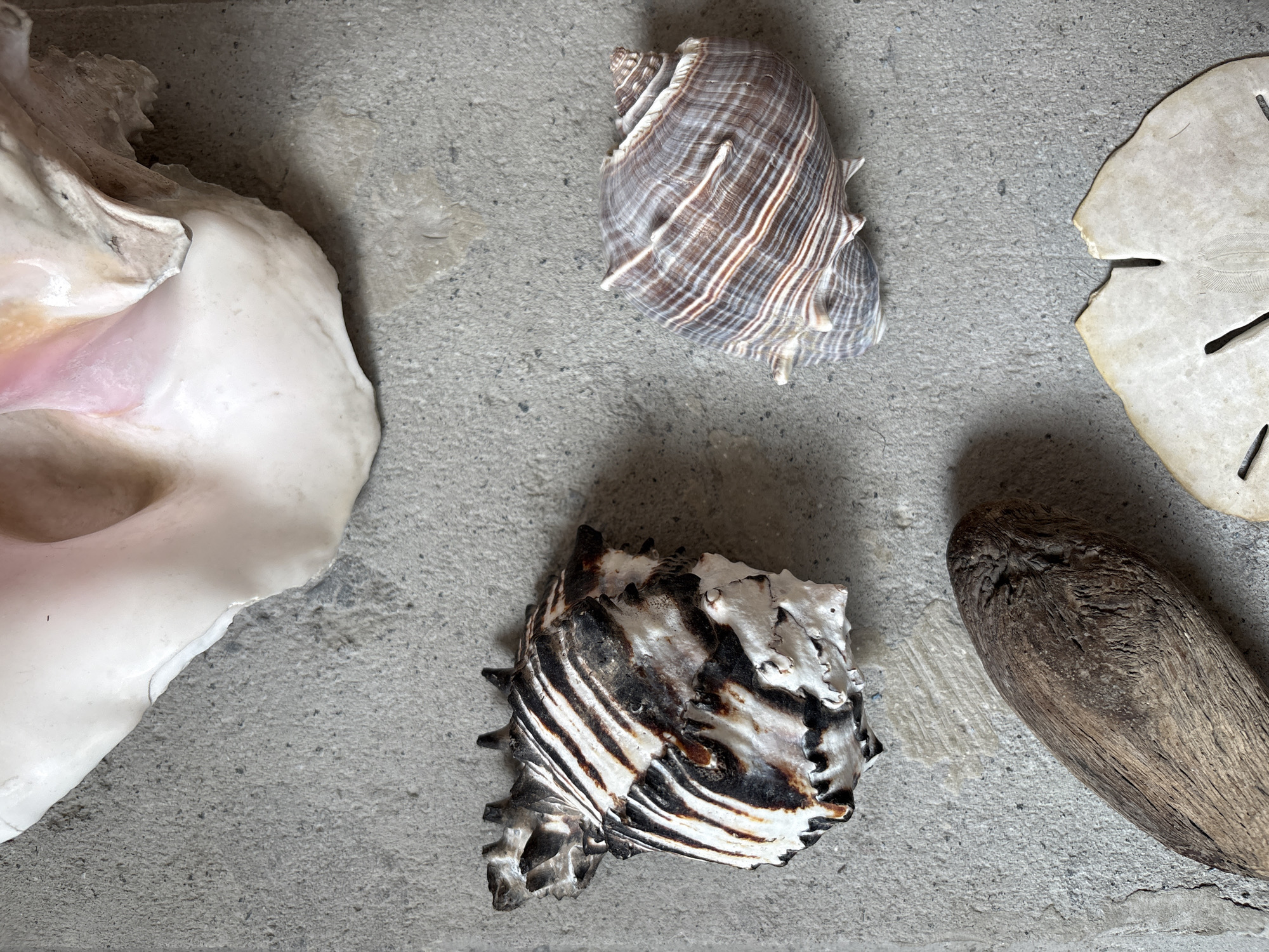 The image shows a collection of objects on a gray concrete surface. Clockwise from the top left, there is a large, white conch shell with a pink interior, a tan-and-brown striped whelk shell, a broken sand dollar, a piece of driftwood, and a black-and-white striped triton shell. The location is Unknown, Unknown.