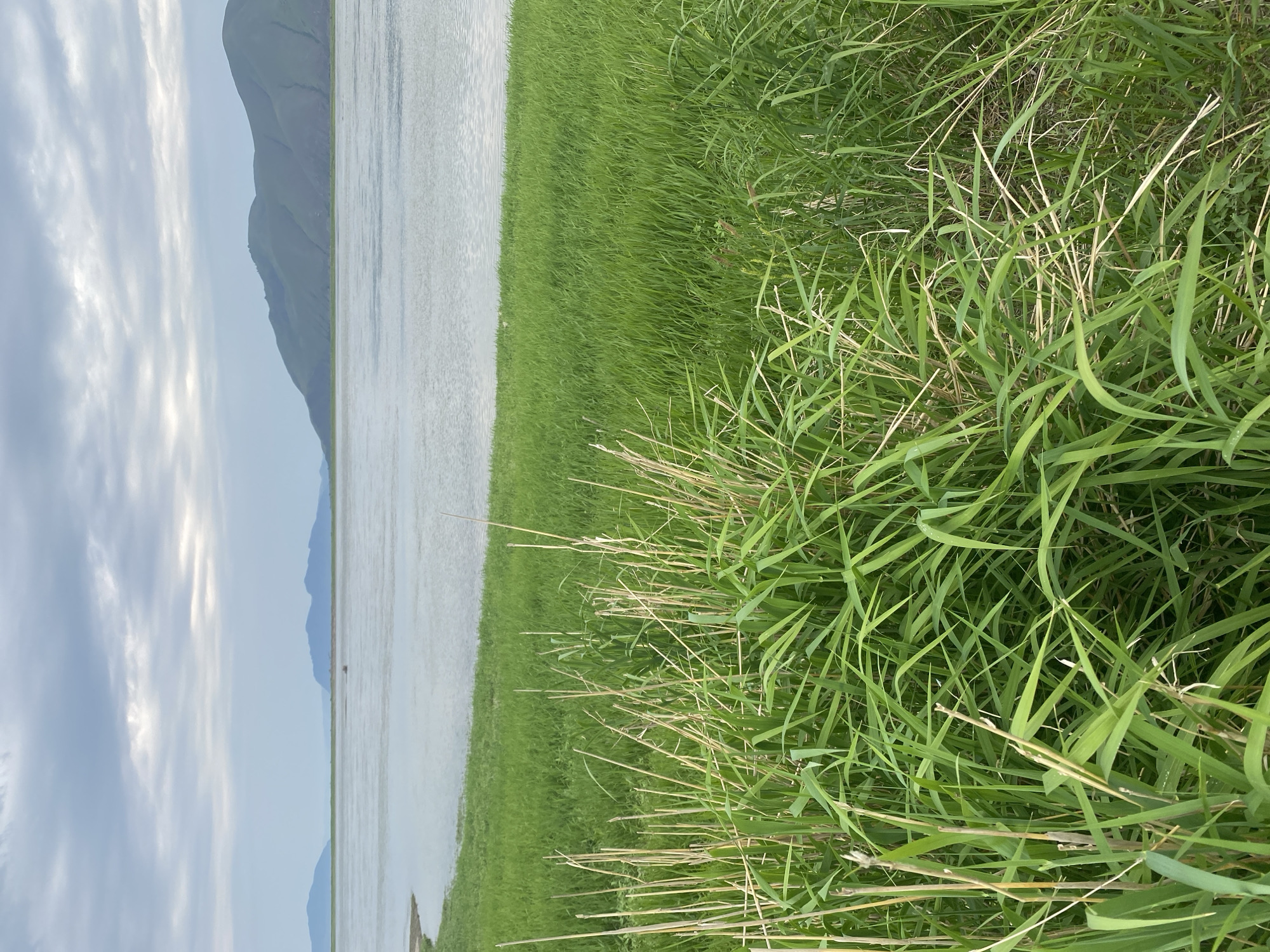 The image depicts a natural landscape featuring a body of water, green grass, and distant mountains under a cloudy sky. The foreground is dominated by tall, lush green grass interspersed with dry, straw-like stalks. The grass slopes down towards the water, which occupies the middle ground. In the background, rolling, green-covered mountains are visible, with a few smaller hills in the distance. The sky is overcast with scattered clouds, suggesting a temperate or cool climate. There are no visible signs of human activity, structures, or specific landmarks that would allow for identification of the location within Chernogorsk, Russia. The scene is tranquil and undisturbed.