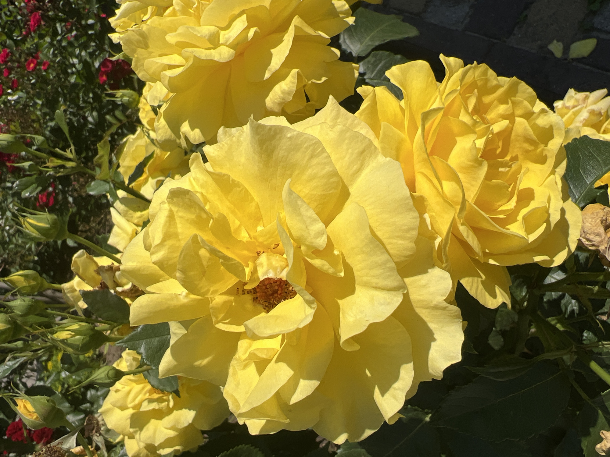 A close-up, eye-level shot captures a cluster of vibrant yellow roses in bloom. The petals are layered and soft, with some showing hints of orange in their centers. Sunlight casts dappled shadows across the flowers, highlighting their texture. Dark green leaves provide a contrasting backdrop. In the background, out of focus, are hints of red roses and green rose buds. The ground appears to be paved with dark grey cobblestones, suggesting an outdoor garden setting. The scene is devoid of people or animals. The overall impression is one of natural beauty and vibrant color.