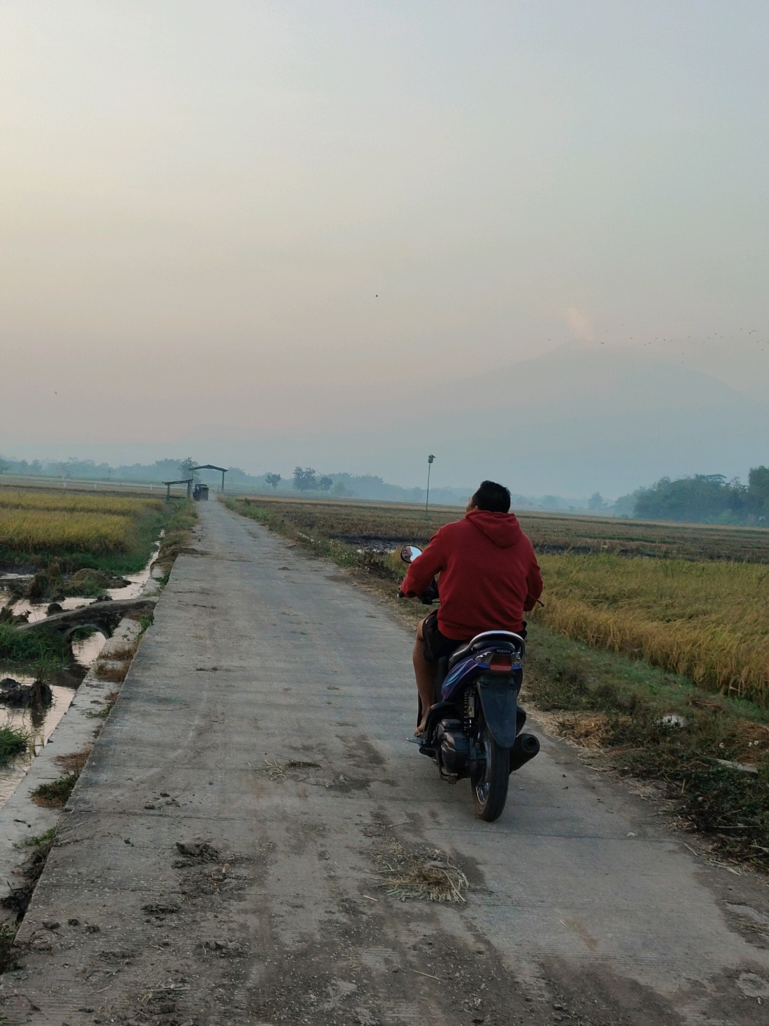 In Sumengko, Indonesia, a person rides a motorcycle on a paved road through a rural landscape. The rider, wearing a red hooded sweatshirt and dark shorts, is positioned in the foreground, facing away from the camera and heading down the road. The motorcycle is dark-colored with blue accents.
The road itself is concrete and appears weathered, with some debris and patches of dirt visible. To the left of the road is a canal or ditch with water and some vegetation. Beyond the canal, rice fields stretch out, with some sections appearing harvested, showing dry straw, while others are still green or golden.
In the distance, several small structures, possibly shelters or small buildings, are visible along the road and near the fields. Further back, a line of trees forms the horizon. A prominent mountain peak is discernible in the far distance, partially obscured by haze. The sky is a pale, overcast blue, with a few scattered birds in flight. The overall atmosphere suggests an early morning or late afternoon scene due to the soft, diffused light.
