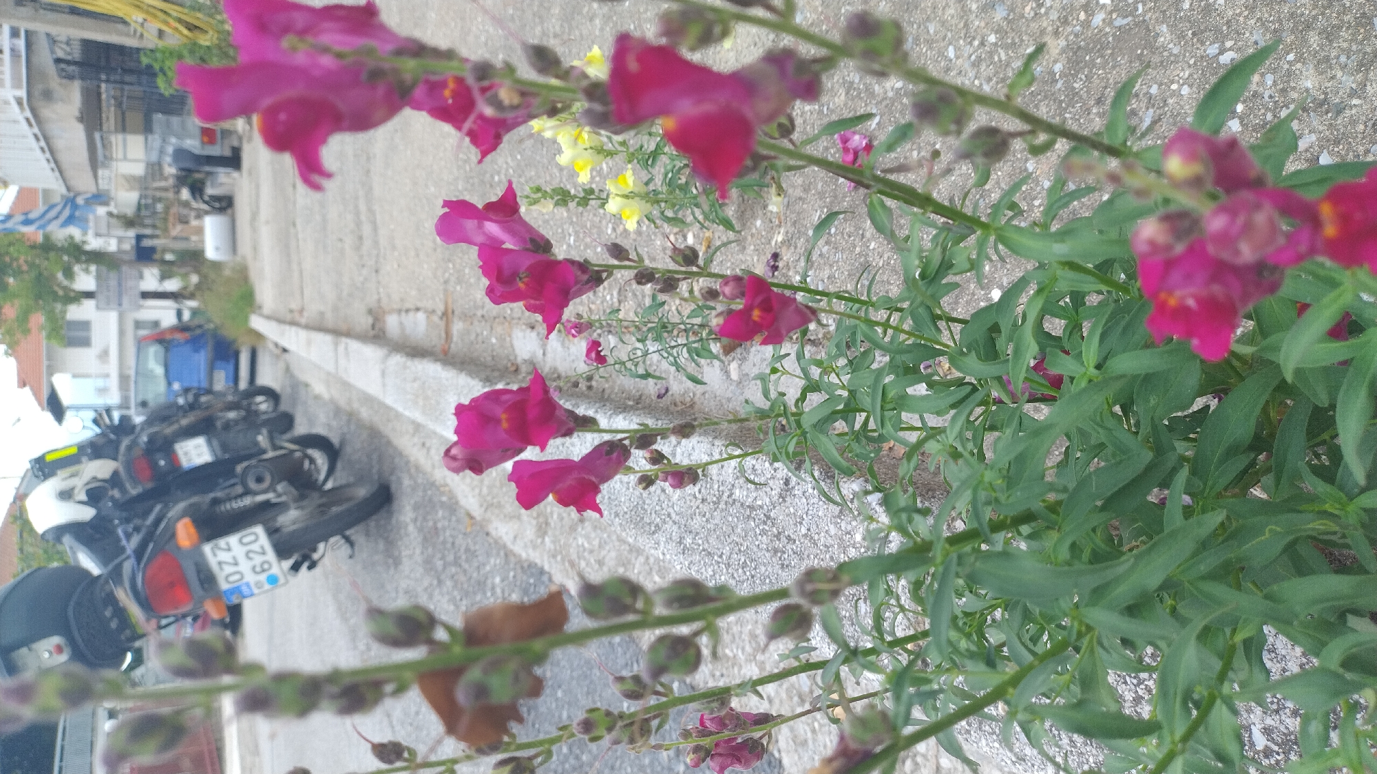 The image depicts a street scene in Νέα Κερασιά, Greece, with a focus on vibrant pink snapdragon flowers in the foreground. Behind the flowers, parked motorcycles are visible, one with a license plate reading "OZZ 620". A blue car is also present in the background, along with buildings and a Greek flag. The ground is a mix of asphalt and concrete, with a concrete curb separating the road from a sidewalk. The overall impression is a quiet, residential street with a touch of natural beauty.
