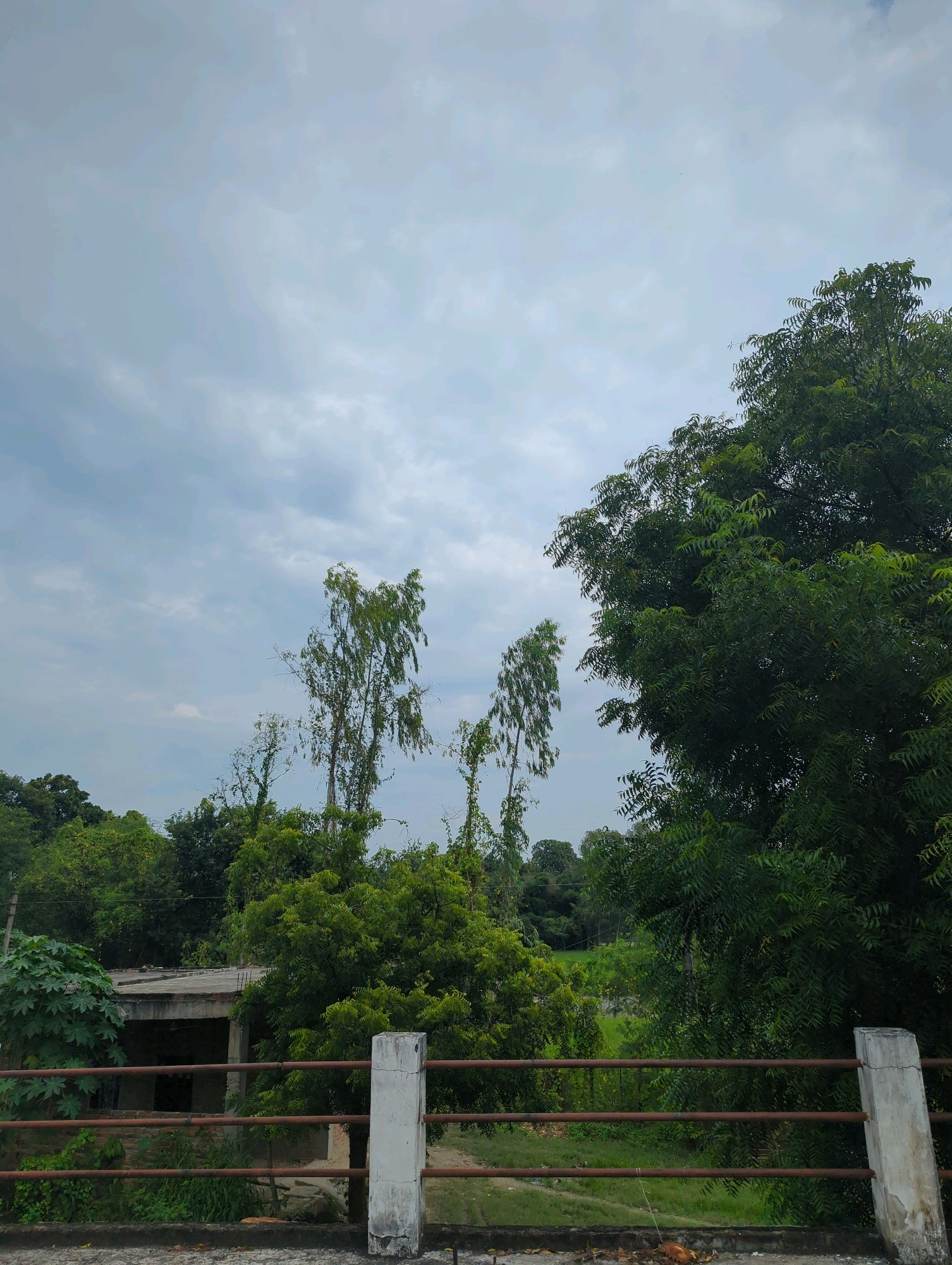 The image captures a slightly overcast sky over a rural landscape in Sujwariya, India. In the foreground, a rusty metal railing is supported by two concrete pillars, one of which is visibly weathered and cracked. Beyond the railing, a partially constructed or abandoned building with exposed concrete beams and a broken roof is visible, partially obscured by lush green foliage. Tall, slender trees with sparse foliage stand in the mid-ground, interspersed with denser, dark green trees. The overall environment appears natural and undeveloped, with a sense of rural tranquility.