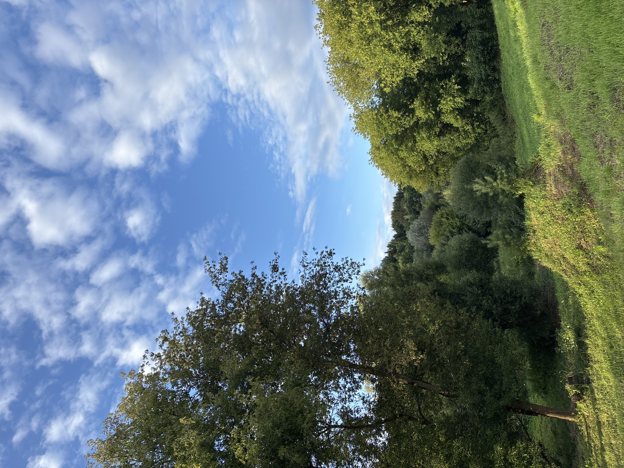 This vertical, eye-level shot captures a tranquil, natural landscape under a partly cloudy sky. In the foreground, a grassy slope bathed in sunlight is partially obscured by a large tree on the left. Beyond the slope lies a dense forest, with various shades of green foliage indicating a mix of trees and undergrowth. The sky above is a vibrant blue, adorned with scattered white, wispy clouds. The scene evokes a peaceful, rural atmosphere. While the specific location in Zvenigorod, Russia, is not visually identifiable, the image presents a typical natural environment that could be found in the outskirts or parklands of such a city. There are no people or animals present, and no specific actions or interactions are depicted. The overall impression is one of natural beauty and serenity.