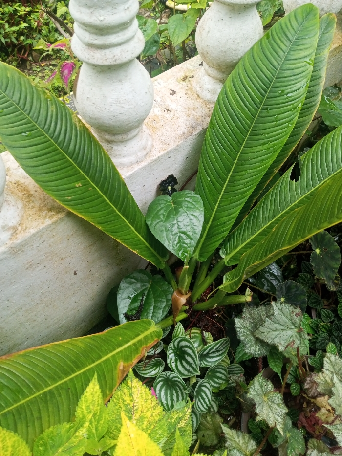 A vibrant collection of foliage dominates the frame. Broad, ribbed green leaves stand tall, their edges rimmed with a yellow hue in the lower-left corner. Interspersed among them are smaller, heart-shaped leaves. Below, a variety of plants mingle, including those with silvery-patterned leaves and textured begonia foliage. Behind the plants, a light gray concrete structure with rounded pillars forms a backdrop. The overall impression is a lush, thriving garden scene.