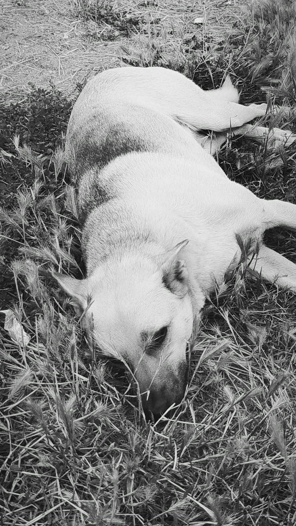 A black and white, high-angle, medium shot shows a dog lying on its side in tall grass. The dog is light-colored with dark markings on its back and head. Its head is lowered, and its eyes are closed. The dog appears to be sleeping or resting. The grass is dry and sparse in some areas, and thick and green in others. There are some small plants and weeds mixed in with the grass. The background is out of focus, but it appears to be a natural outdoor environment, possibly a field or a park.