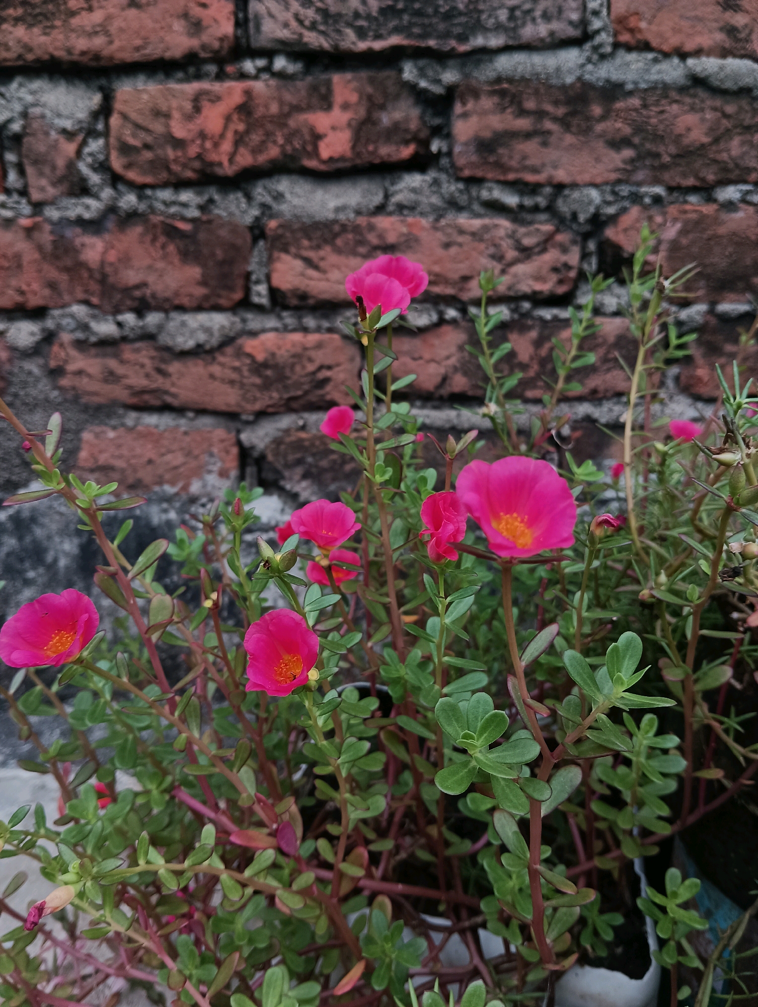 A medium shot captures a cluster of vibrant pink portulaca flowers in full bloom, set against a textured brick wall. The flowers are the central focus, with their delicate petals and bright orange centers, some still in bud form. They are interspersed with lush green succulent leaves and reddish stems, suggesting a healthy plant thriving in its environment. The brick wall behind the flowers exhibits a rustic charm with its weathered, reddish-brown bricks and grey mortar, hinting at an outdoor setting. The overall lighting appears soft, highlighting the natural beauty of the flora. The image does not contain any people or depict any actions. It is a still life composition focused on the floral subject.