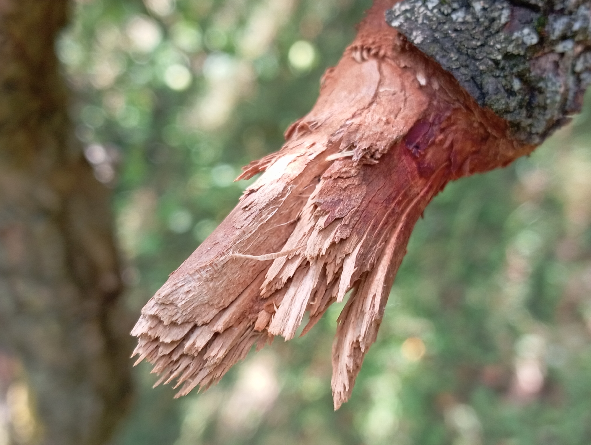 A close-up, outdoor, eye-level shot shows the jagged, splintered end of a brown tree branch. The wood fibers are exposed and pointed, with some darker reddish-brown coloration visible beneath the surface. The bark on the lower portion of the branch is rough and gray. The background is softly blurred, showing green foliage and out-of-focus light sources, suggesting a natural, possibly wooded environment. The location is not specified in the image.