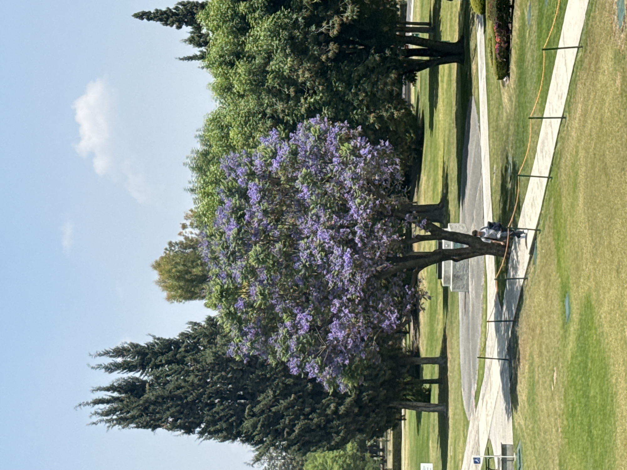 The image depicts a park scene in San Andrés Cholula, Mexico. Lush green grass covers much of the area, interspersed with trees. One tree stands out with vibrant purple flowers. A paved walkway winds through the park, bordered by green grass and metal posts connected by a yellow rope or cable. A person is sitting on a bench under the purple flowering tree. The sky is partially clear with a few clouds visible.