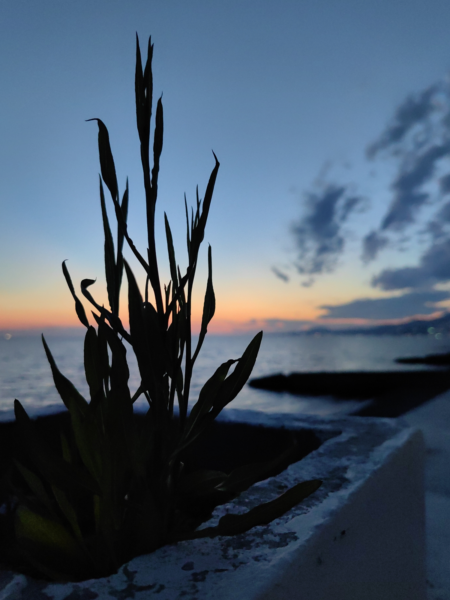 A silhouette of tall, slender plants with pointed leaves stands in the foreground, set against a twilight sky over a body of water. The sky transitions from a deep blue at the top to lighter shades of blue, orange, and pink near the horizon, indicating a sunset or sunrise. Clouds are visible in the upper right portion of the sky. The water is calm with gentle ripples. In the middle ground, dark shapes suggest a shoreline or submerged rocks. The foreground also features a white, textured surface that appears to be a wall or planter edge. The image is captured at dusk, likely near the coast of Sochi, Russia. No people are visible in the frame.