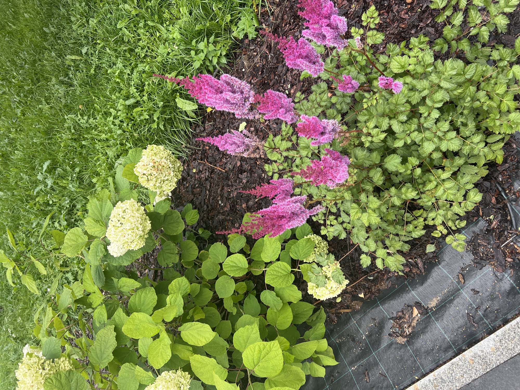 The image shows a garden bed with two types of plants. On the left are several blooms of white hydrangeas with large green leaves. To the right are several plumes of bright pink astilbe flowers, which are feathery in appearance, surrounded by finely divided green foliage. The garden bed is mulched with dark brown bark chips. In the background, green grass is visible. A black landscape fabric is partially visible in the lower left corner of the image, and a grey curb is also present. The scene is outdoors, under natural light.