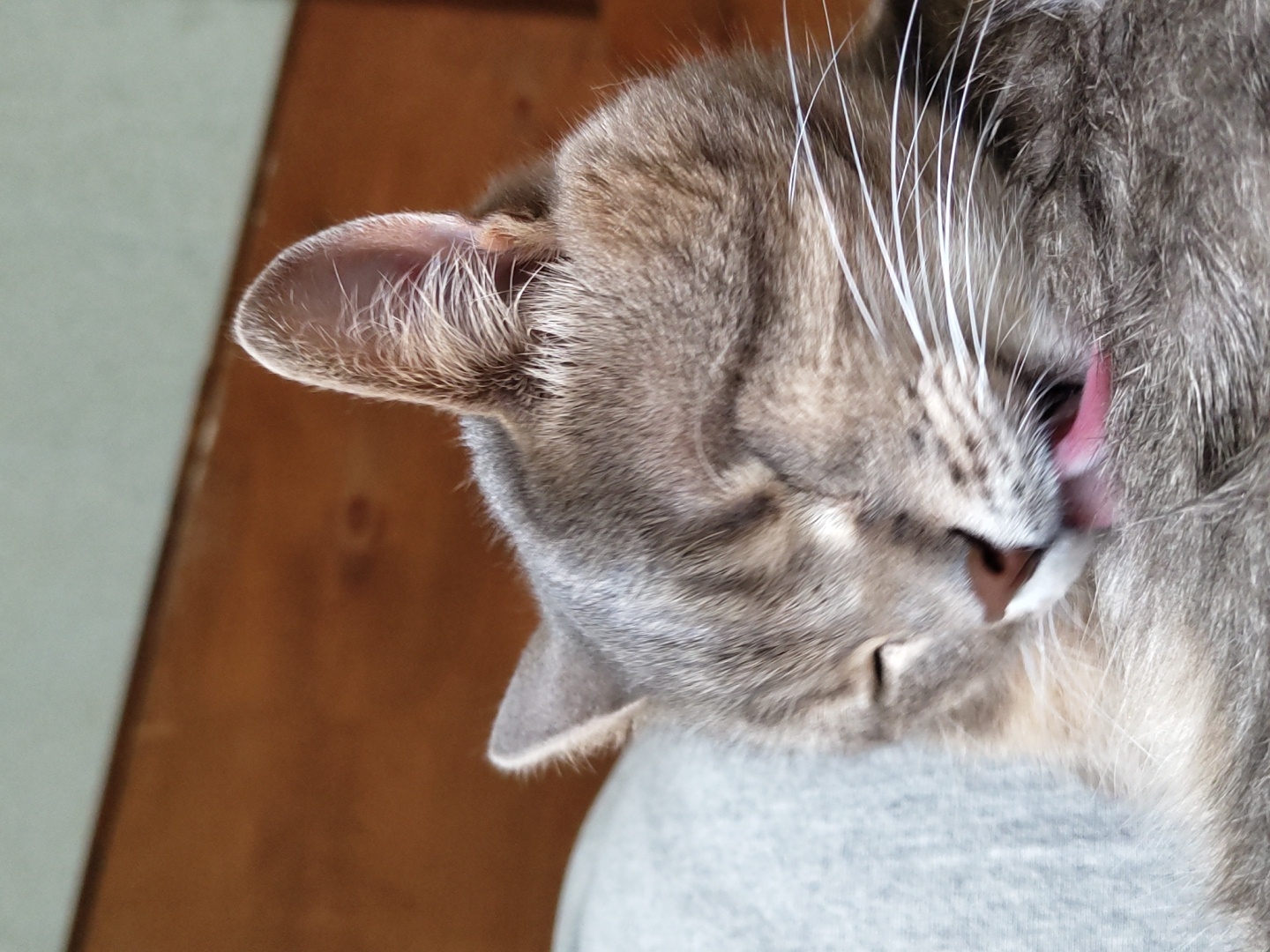 A close-up, horizontal shot shows a gray tabby cat grooming itself. The cat's head is tilted down and to the right, with its tongue extended to lick its fur. Its left ear is clearly visible, with fine hairs on its inner surface. The cat's whiskers are prominent, some white and some gray, fanning out from its muzzle. A pink tongue is visible against the gray fur, indicating the grooming action. The cat's eyes are closed or nearly closed, suggesting a relaxed or content state.
The background is softly blurred, with a warm, brown wooden surface on the left and a lighter, grayish-blue area on the right. The cat appears to be resting on a gray fabric surface, possibly clothing or a blanket. The lighting suggests it is daytime, with soft, natural light illuminating the scene. No text is visible in the image. The overall impression is one of domestic comfort and a moment of feline self-care.