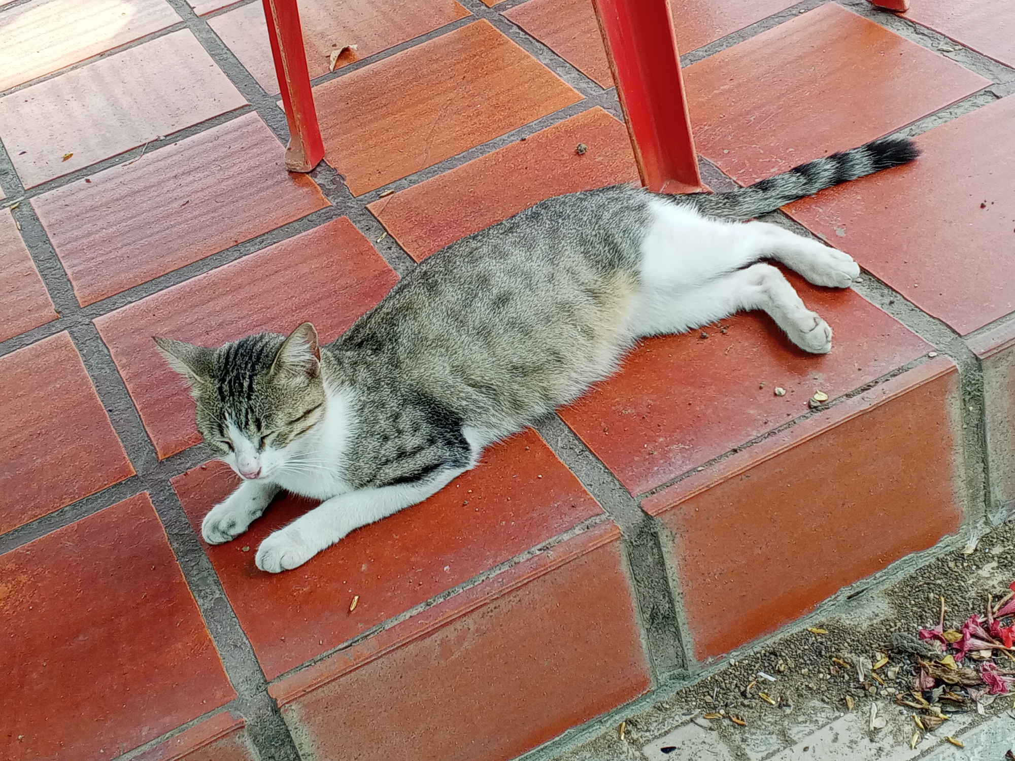 The image shows a cat lying on a brick-tiled surface. The cat is primarily grey and white, with a striped tail that is black and grey. The cat is positioned beneath a red metal chair. The location is Tinaquillo, Venezuela. The brick tiles are reddish-brown, and the environment is outdoors with debris on the surrounding ground. The cat appears to be resting, with its eyes closed.