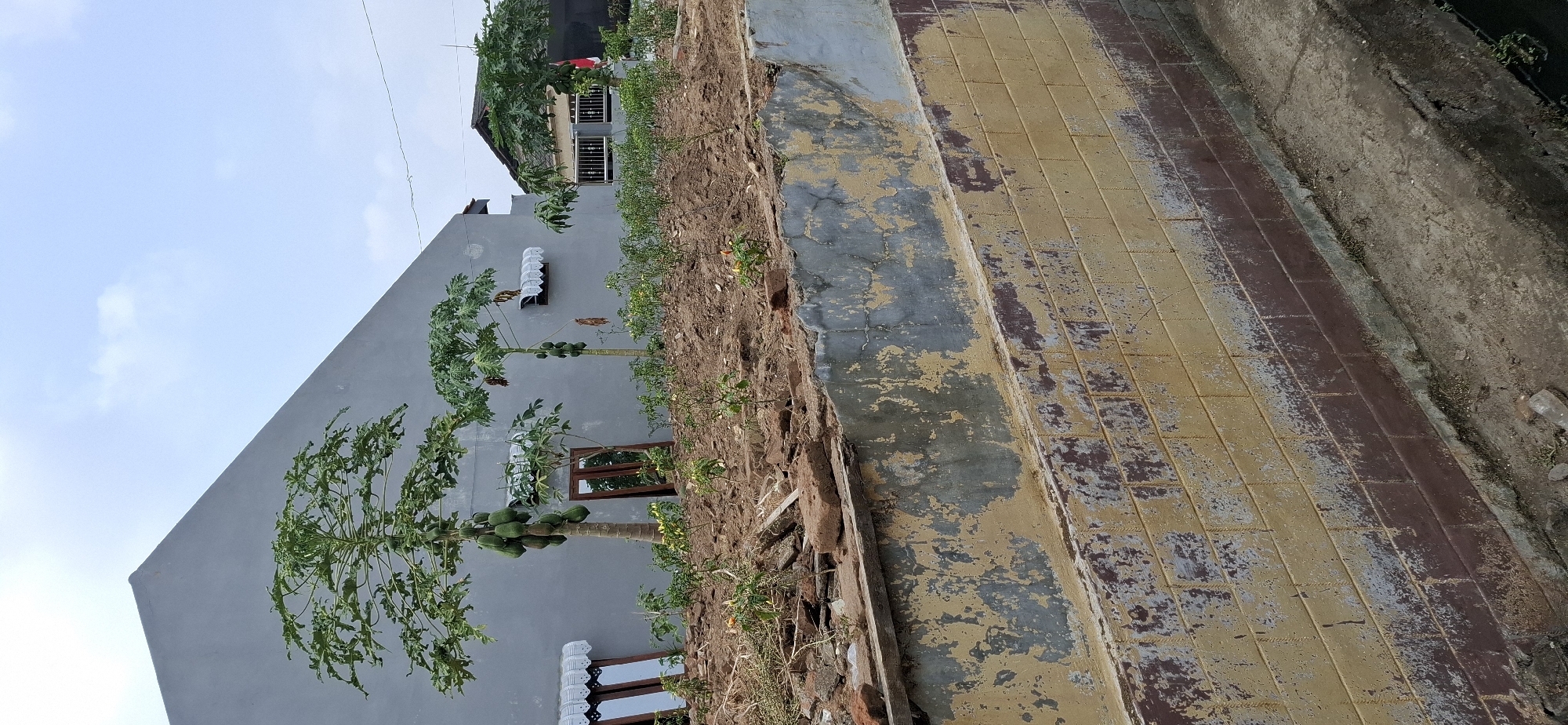 This is a daytime, eye-level, medium shot of a garden area in Gentan, Indonesia, with two houses in the background. The foreground features a decaying retaining wall made of weathered brick and concrete. The wall is stained and peeling, with exposed brickwork and patches of faded yellow and grey paint. On top of the wall, there is a mound of disturbed soil with scattered debris, including broken bricks and pieces of wood. Several small, green plants are growing in the soil.

Further back, two papaya trees with visible fruit are planted in front of a gray, modern-looking house. To the left of the papaya trees, two tall, narrow mirrors stand upright on the ground, leaning against the wall. The house has windows with white awnings. To the right of the gray house, a smaller, darker roofed house is visible, with a white metal fence and a red and white flag flying. The sky is cloudy and overcast. The scene depicts an outdoor residential area with signs of ongoing construction or disrepair.
