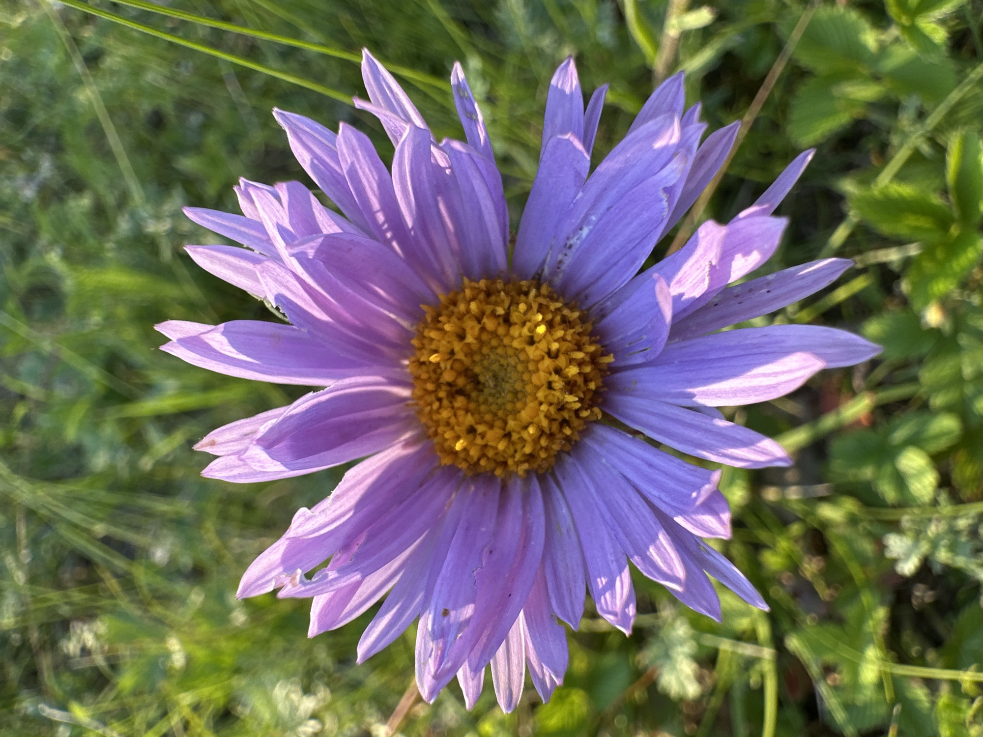 This is a close-up, overhead shot of a single, open purple aster flower with a bright yellow center. The flower's petals are long and slender, tapering to a point, and are tinged with lighter shades of purple and hints of white where they catch the light. The central disk florets are tightly packed and vibrant yellow, with some appearing almost orange. The background is a soft blur of green grass and foliage, suggesting an outdoor setting. The sunlight illuminates the flower from the side, creating highlights on the petals and casting subtle shadows. There are also thin, out-of-focus green stems or blades of grass in the background, some of which appear to have dew or water droplets on them, catching the light. The overall impression is one of natural beauty and tranquility, likely captured in the morning or late afternoon given the warm lighting. No people, text, or specific identifiable landmarks are visible.