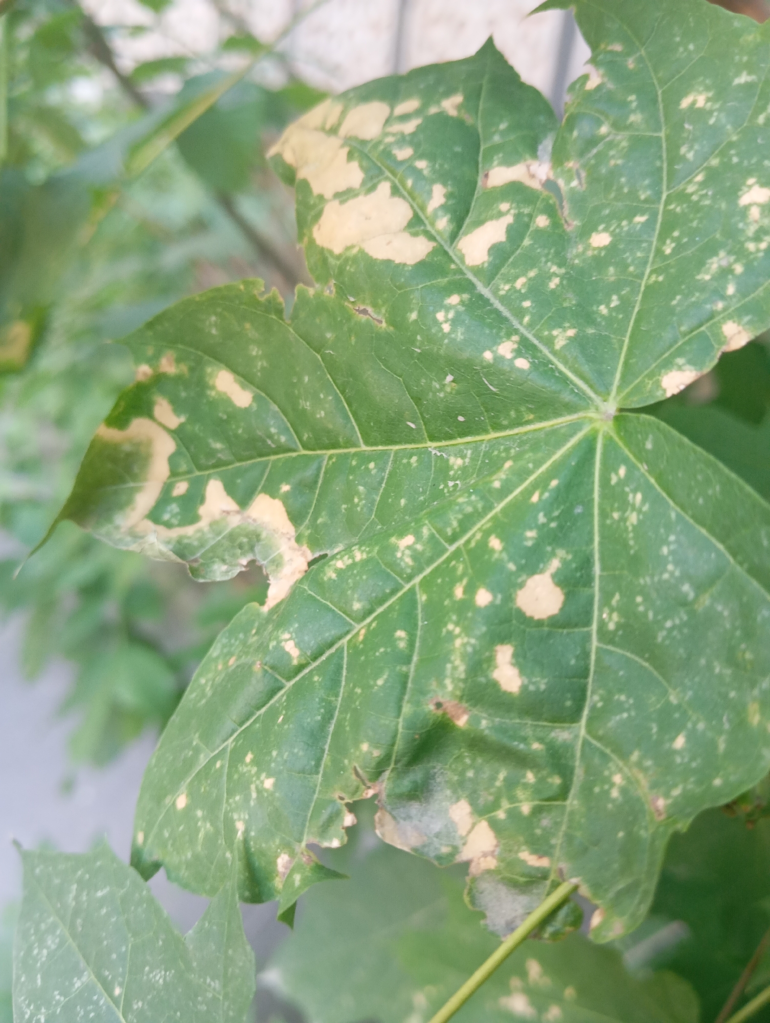 The image shows a close-up of a green leaf with irregular yellow and brown spots and some chewed edges. The leaf is part of a plant, and other green foliage is visible in the background, slightly out of focus. The lighting suggests it is daytime, possibly outdoors. The specific location within Almaty, Kazakhstan, cannot be determined from the image alone.