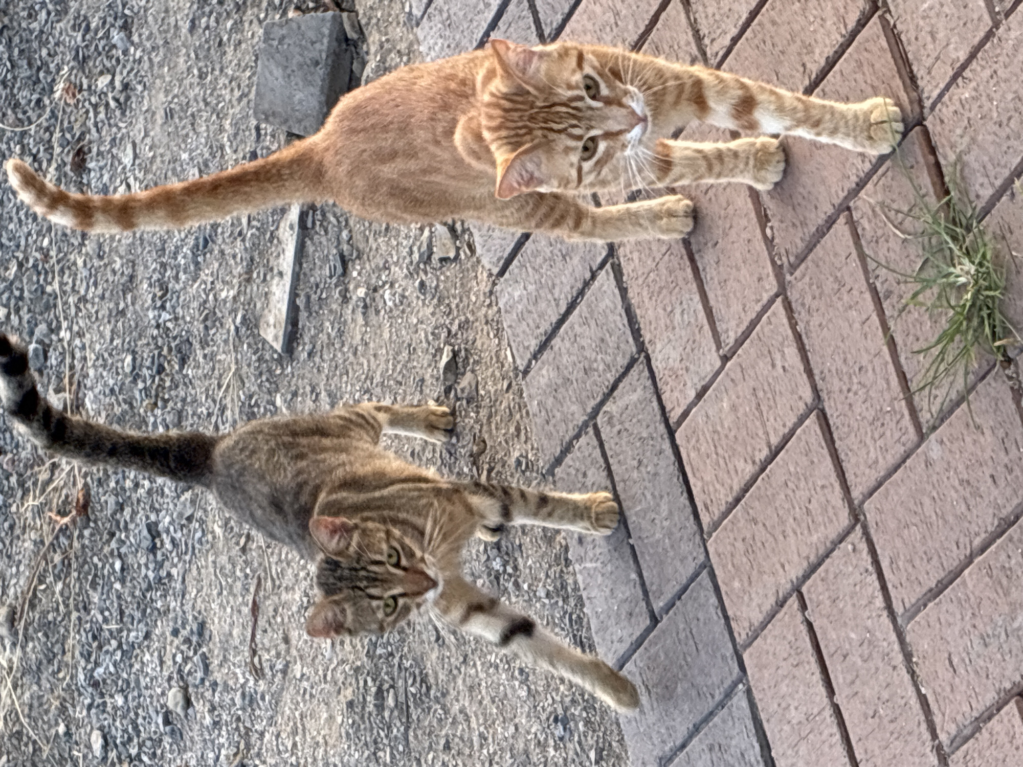 The image shows two cats walking on a brick-paved surface with a gravelly background. The cat on the left is a tabby with a striped pattern and appears to be walking towards the viewer. The cat on the right is an orange tabby with distinct stripes and is also walking towards the viewer. Both cats have their tails raised. The environment appears to be an outdoor area, possibly a walkway or courtyard, with loose stones and some sparse vegetation. There is no indication of the city of Alanya, Turkey in the image itself.