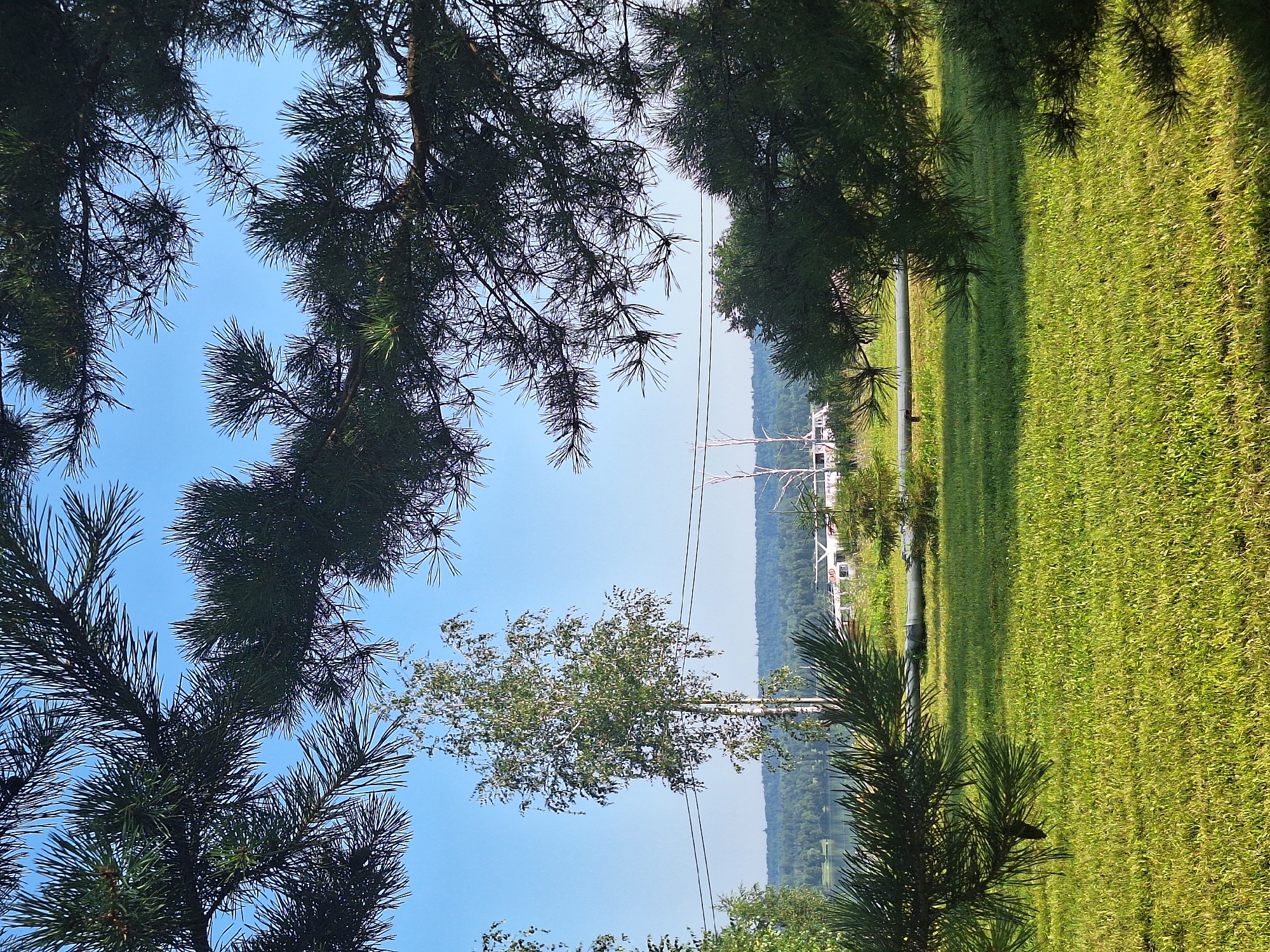The image depicts a natural outdoor scene framed by the dark green needles of pine trees in the foreground. The background reveals a clear blue sky, a tranquil body of water, and a lush green landscape. In the mid-ground, a slender birch tree with white bark stands tall, flanked by power lines stretching across the scene. A white structure, possibly a boat or a building on the water, is visible in the distance. The ground is covered in vibrant green grass, with a large grey pipe running horizontally across the middle of the frame. The overall impression is of a serene, rural environment, possibly a park or a lakeside area in Atamanovka, Russia.