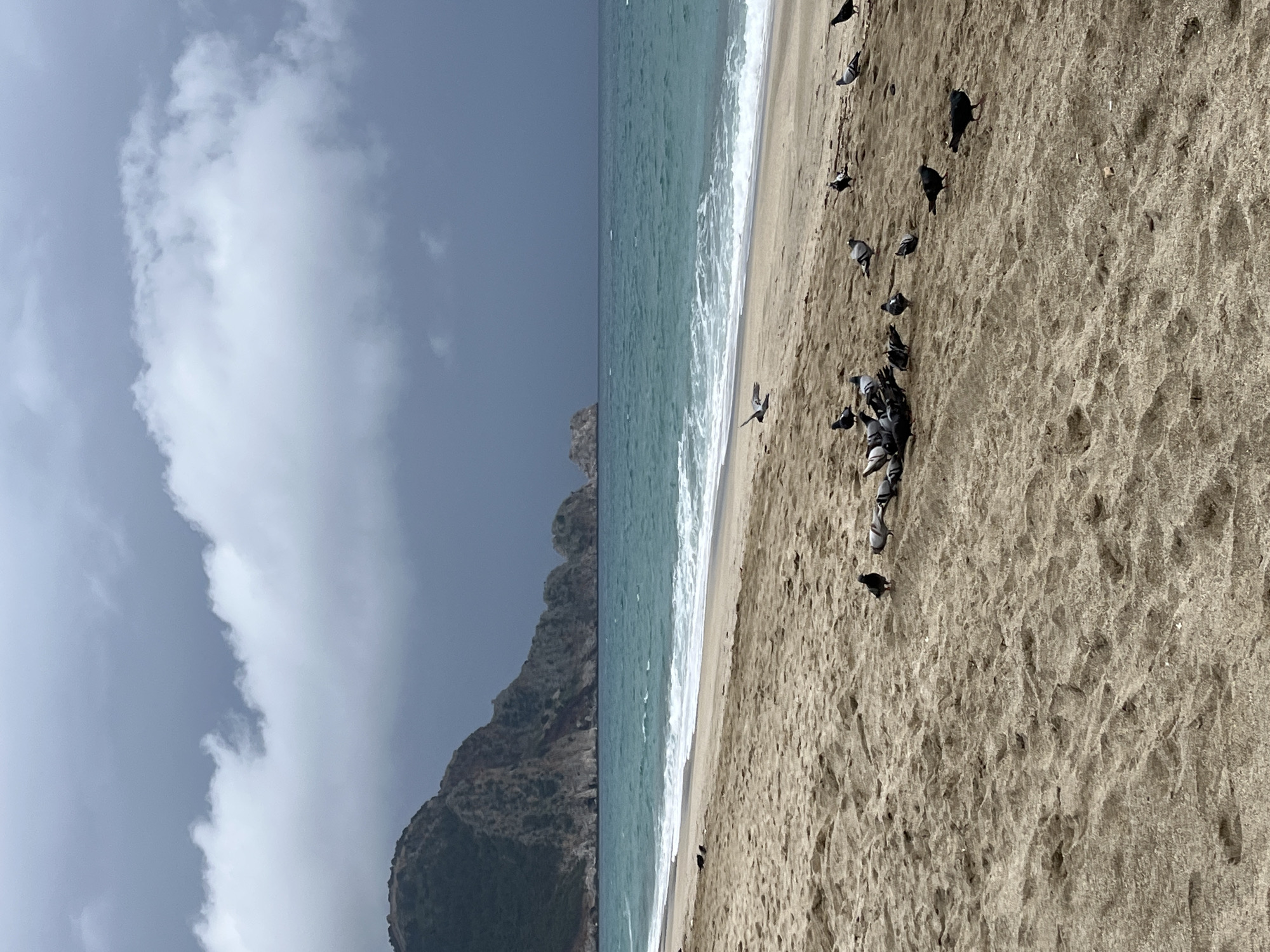 The image captures a beach scene in Alanya, Turkey. On the right, the sandy beach stretches out, populated by a flock of pigeons. The ocean is situated next to the beach with waves breaking along the shoreline. To the left, a rocky headland rises from the water. The sky is overcast with thick clouds.