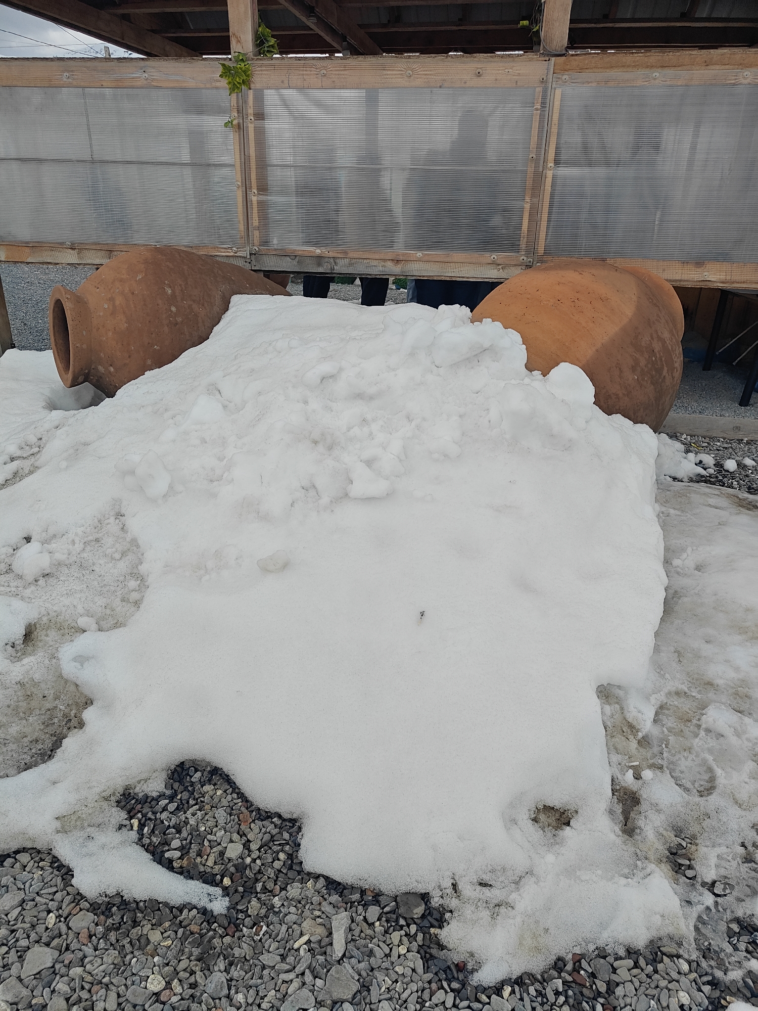 The image captures an outdoor scene dominated by two large, terracotta-colored amphorae lying on their sides on a gravel ground. A significant amount of white, somewhat slushy snow is piled around and partially covering both amphorae, spreading across the gravel. The snow's texture suggests it is in the process of melting, with areas of bare, wet gravel visible where it has receded.
In the background, there is a wooden structure with translucent corrugated plastic panels, possibly forming a greenhouse, a covered patio, or a similar outdoor shelter. Green foliage, resembling ivy, is seen growing on one of the wooden beams of this structure. Faint, shadowy figures of people are discernible behind the translucent panels, indicating their presence within the sheltered area, though no specific activity is visible.
The lighting suggests it is daytime, likely under an overcast sky or indirect light, which contributes to the gradual melting of the snow. The scene evokes a late winter or early spring atmosphere. There is no visible text in the image. The overall setting appears to be a decorative outdoor space, possibly a garden or courtyard.