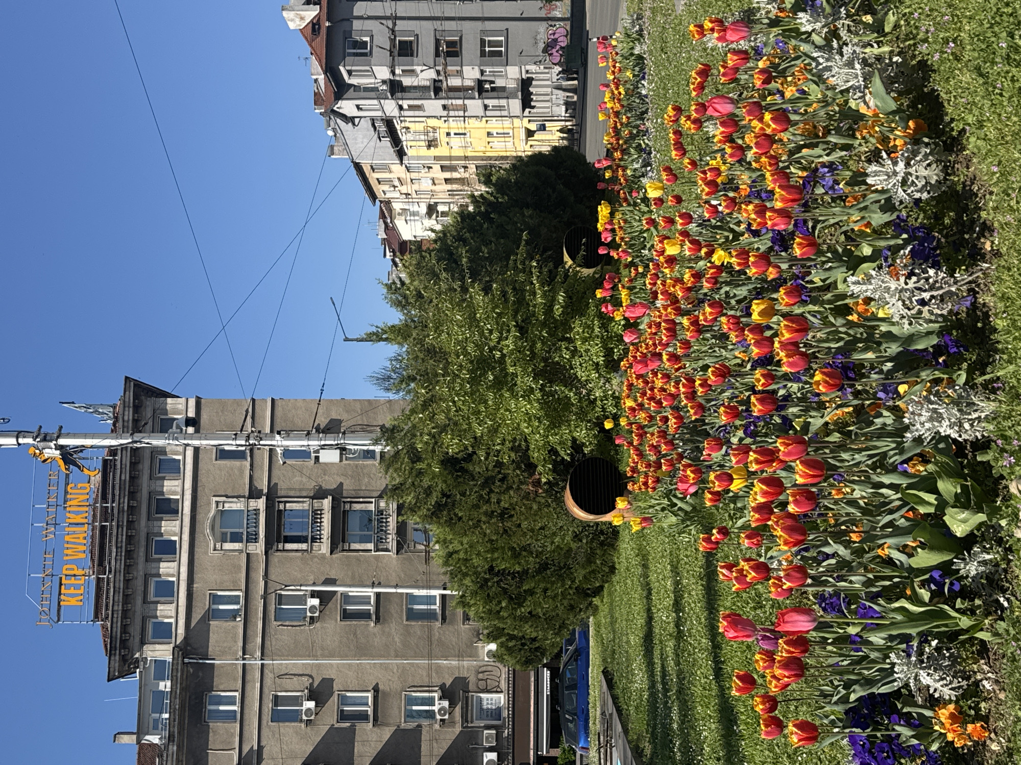 The image depicts a street in Sofia, Bulgaria, with a flowerbed of red and yellow tulips and other flowers on the right side. In the background are buildings, including one with a large illuminated "JOHNNIE WALKER KEEP WALKING" sign. The sky is clear and blue. A green tree is situated between the buildings and the flowerbed. Some street furniture is also visible, including what appears to be a ventilation duct for an underground system. Cars are parked along the street. There are no people visible in the image.