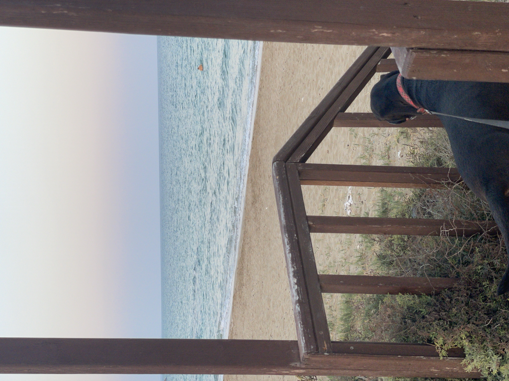 The image shows a black dog, wearing a red and black checkered collar and a leash, sitting on the steps of a wooden structure overlooking a sandy beach and the sea. The dog is facing away from the camera, looking towards the water. The sea is calm with small waves breaking on the shore. The sky is a pale gradient of pink, purple, and blue, suggesting either sunrise or sunset. A person wearing an orange object is visible in the water. The wooden structure appears to be a part of a beach facility or a walkway, with weathered wooden posts and railings. The beach sand is light brown, with sparse vegetation growing near the steps. The location is identified as Trikomo, Northern Cyprus.