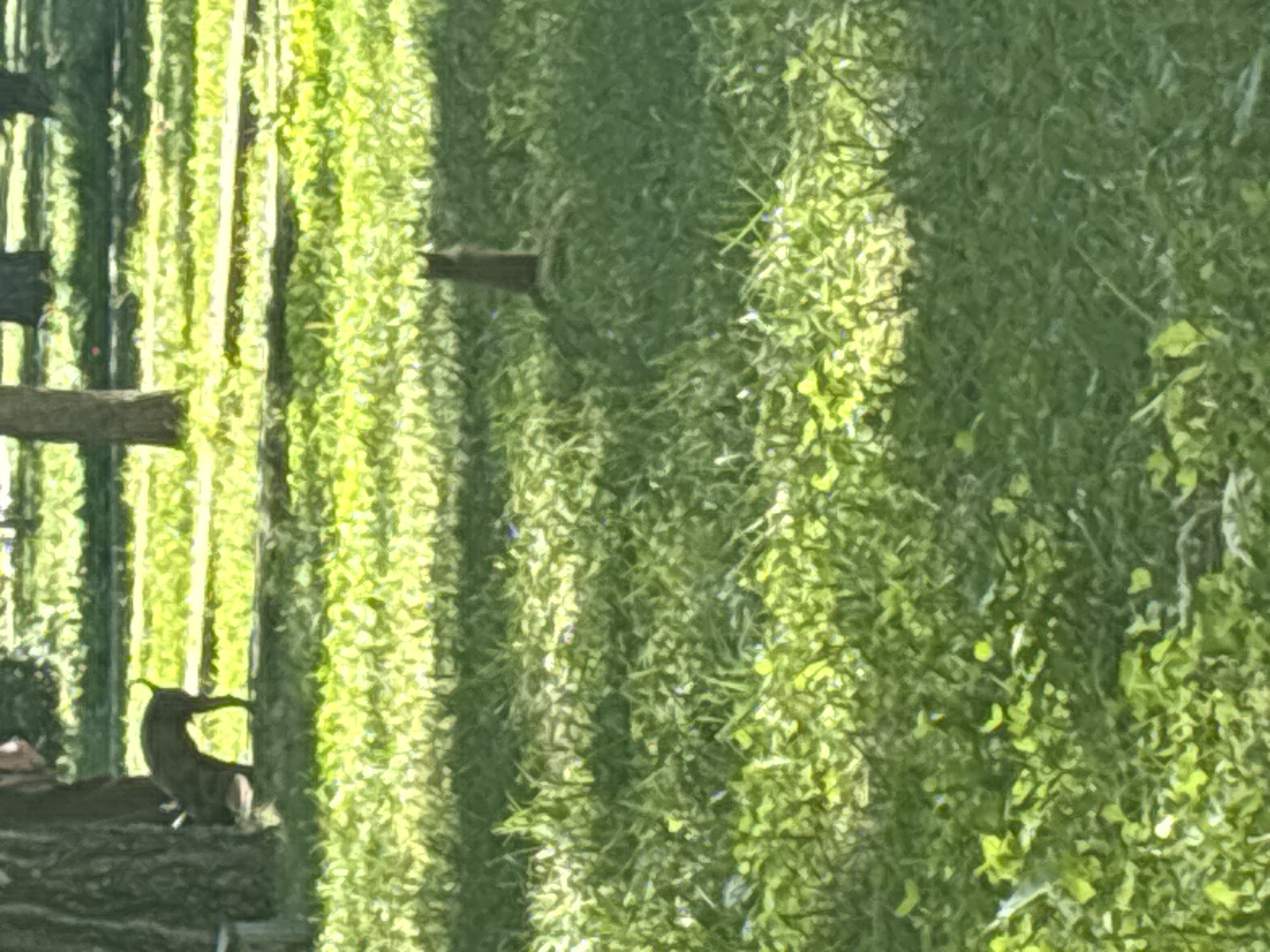 In a sun-dappled park in Novosibirsk, Russia, a small, dark-colored dog with a curled tail is sniffing the ground near the base of a large tree. The dog appears to be actively engaged in foraging or exploring the area. In the middle ground of the image, a squirrel is standing upright on its hind legs, its posture suggesting alertness. The scene unfolds on a lawn with patches of sunlight and shadow, indicative of a bright day with trees casting shadows across the grass. The overall impression is of a natural, outdoor setting within a city park.