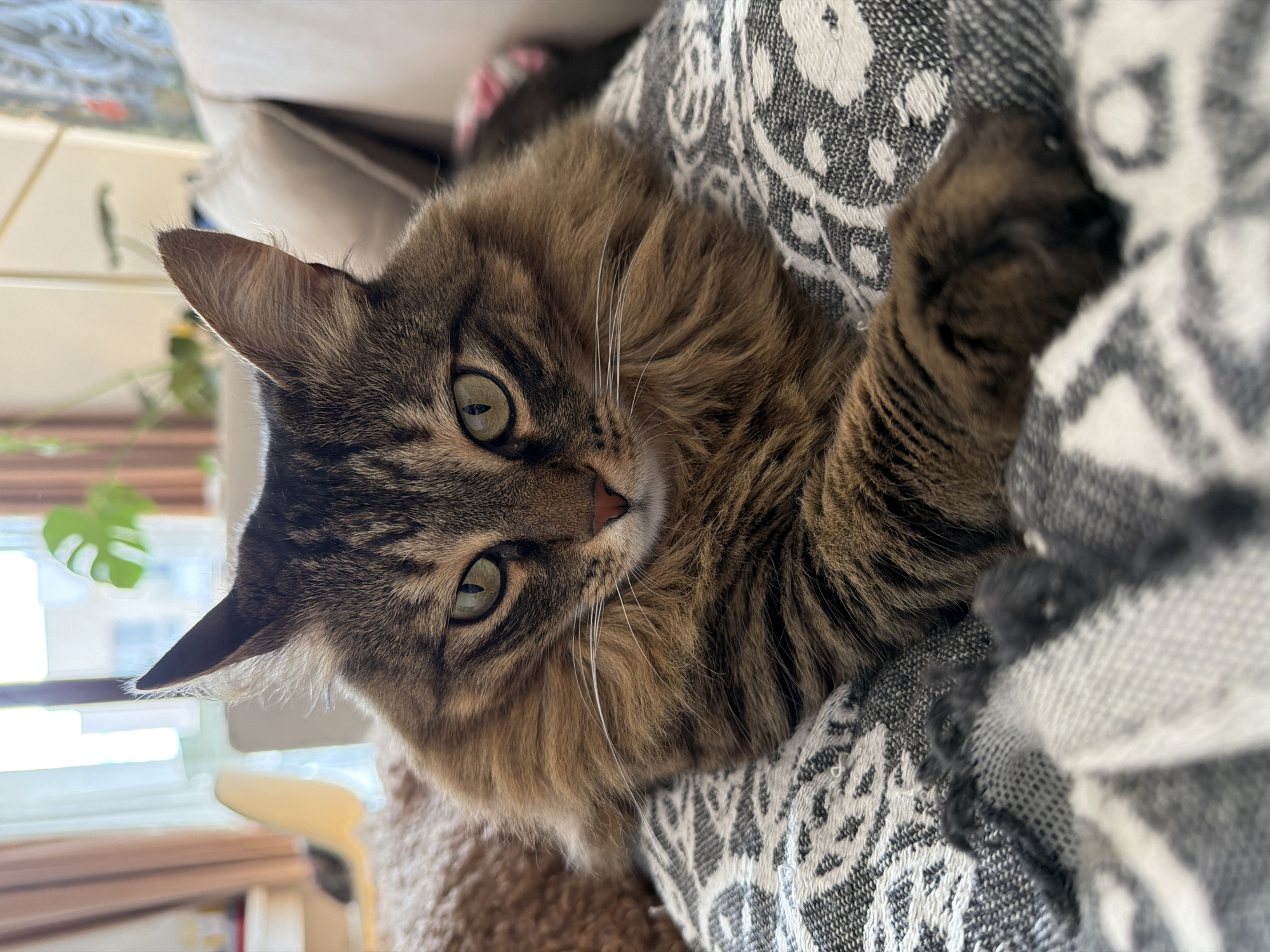 A close-up, eye-level shot of a brown tabby cat lying on a gray and white patterned blanket. The cat's head is tilted to the left, with one ear visible and erect. The cat has green eyes and white whiskers. In the background, out of focus, are blurred elements suggesting a room interior, including a window with a monstera plant and a glimpse of furniture. There is no indication of this picture being in Boreti, Montenegro.