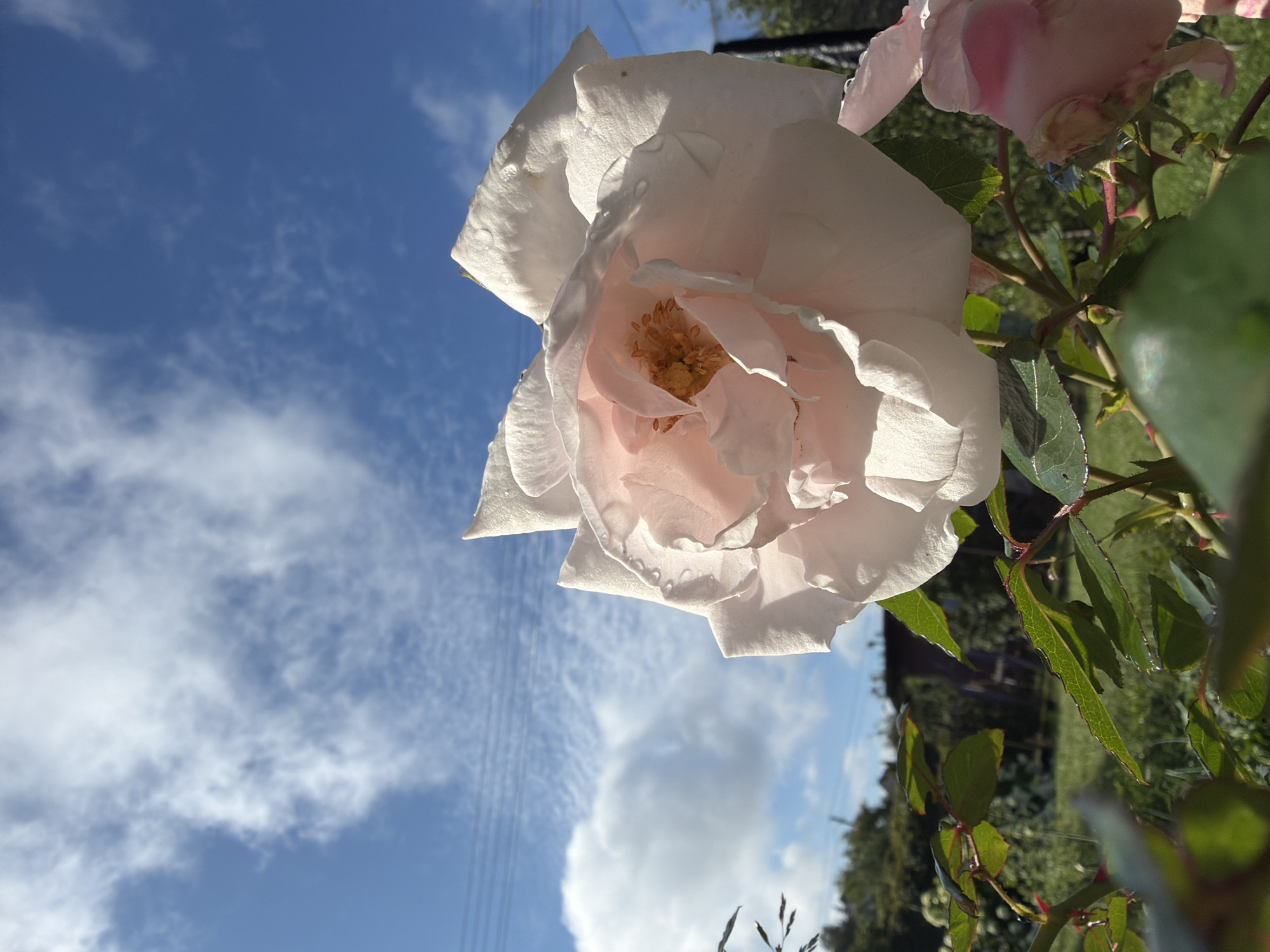 A close-up, low-angle shot features a light pink rose bloom in focus, with its petals unfurling towards the bright blue sky dotted with scattered white clouds. Tiny water droplets are visible on the rose petals, suggesting recent rain or dew. The background is slightly blurred, revealing green foliage, grass, and a distant structure that appears to be a wooden fence or building, characteristic of a rural setting in Папярнянскі сельскі Савет, Belarus. Power lines are faintly visible stretched across the sky. The overall impression is one of natural beauty on a clear day.