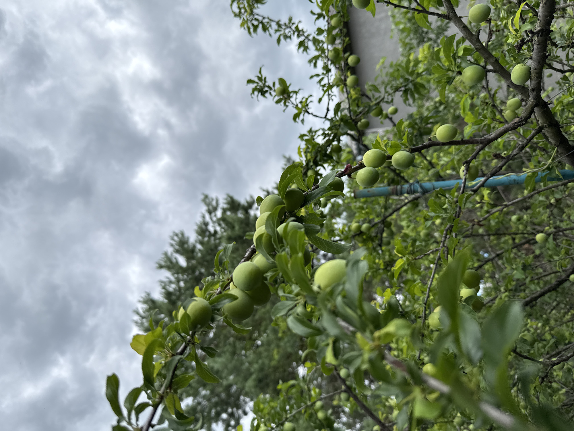 This media file captures a close-up view of a plum tree laden with unripe, green plums. The perspective is from below, looking upwards towards the branches against a cloudy sky. The branches are laden with leaves and numerous small, round, green fruits. Some branches are covered in a dense cluster of plums, while others have them more spaced out. A blue pipe or support is visible in the middle right of the frame, running horizontally behind some of the branches. In the background, other trees with lush green foliage can be seen, along with a hint of a grey, textured surface, possibly a wall or building. The sky is overcast with significant cloud cover, suggesting a grey, possibly humid, day. The overall mood is one of nature's bounty, with the promise of ripening fruit. There is no visible text in the image. The location context is Obukhivka, Ukraine.