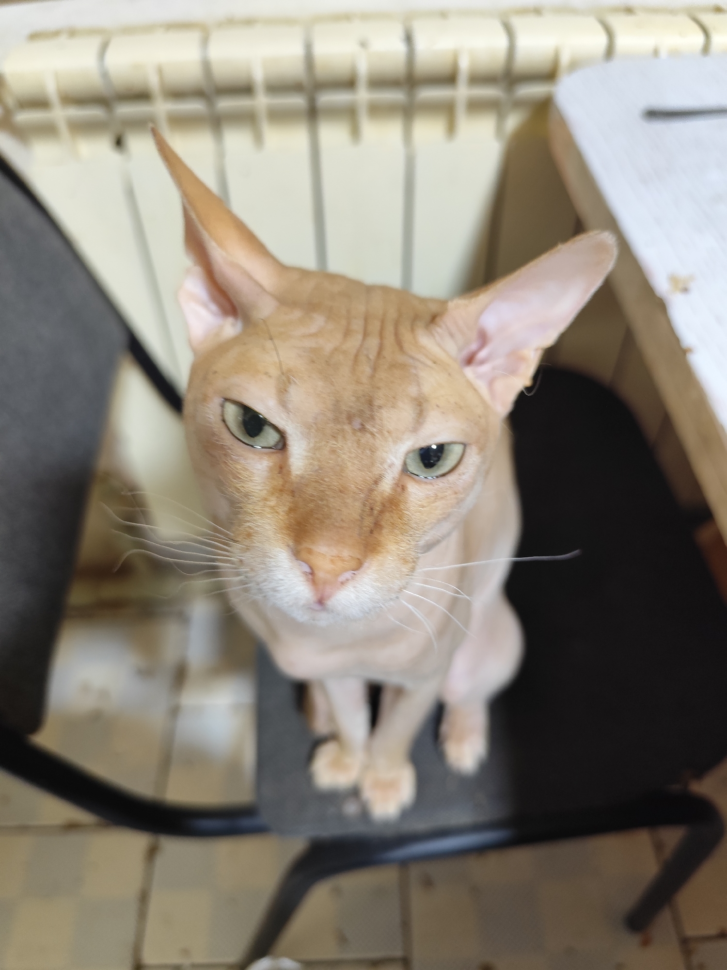 A close-up, high-angle shot shows a light orange Sphynx cat sitting on a black chair. The cat is looking directly at the camera with its large, green eyes. Its ears are pointed and its skin appears wrinkled. The cat's body is mostly visible, from its head to its paws. Behind the cat, a radiator can be seen on the wall. To the right of the cat, a portion of a white table is visible. The flooring appears to be tiled. The image was taken indoors, in a residential setting within the city of Aksukent, Kazakhstan.
