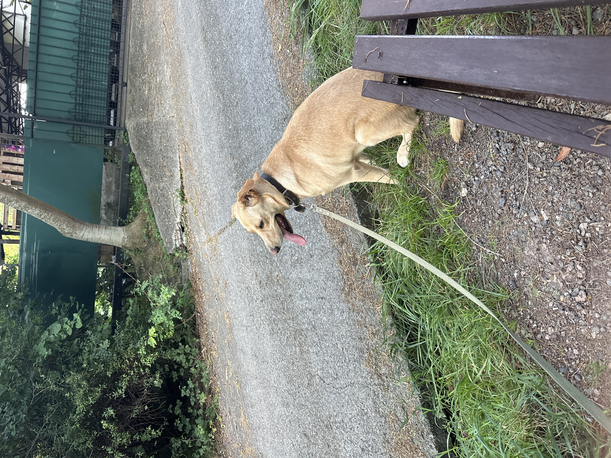 In the city of Matsesta Microdistrict, Russia, a light brown dog with its tongue hanging out sits on a patch of grass next to a dirt path. The dog is wearing a black collar and is attached to a light-colored leash that extends out of frame. To the right of the dog, a portion of a dark brown wooden bench is visible. The background features a concrete path, a tree trunk, and a green metal gate. Lush green foliage lines the left side of the image, and a small concrete drainage ditch runs alongside the path.