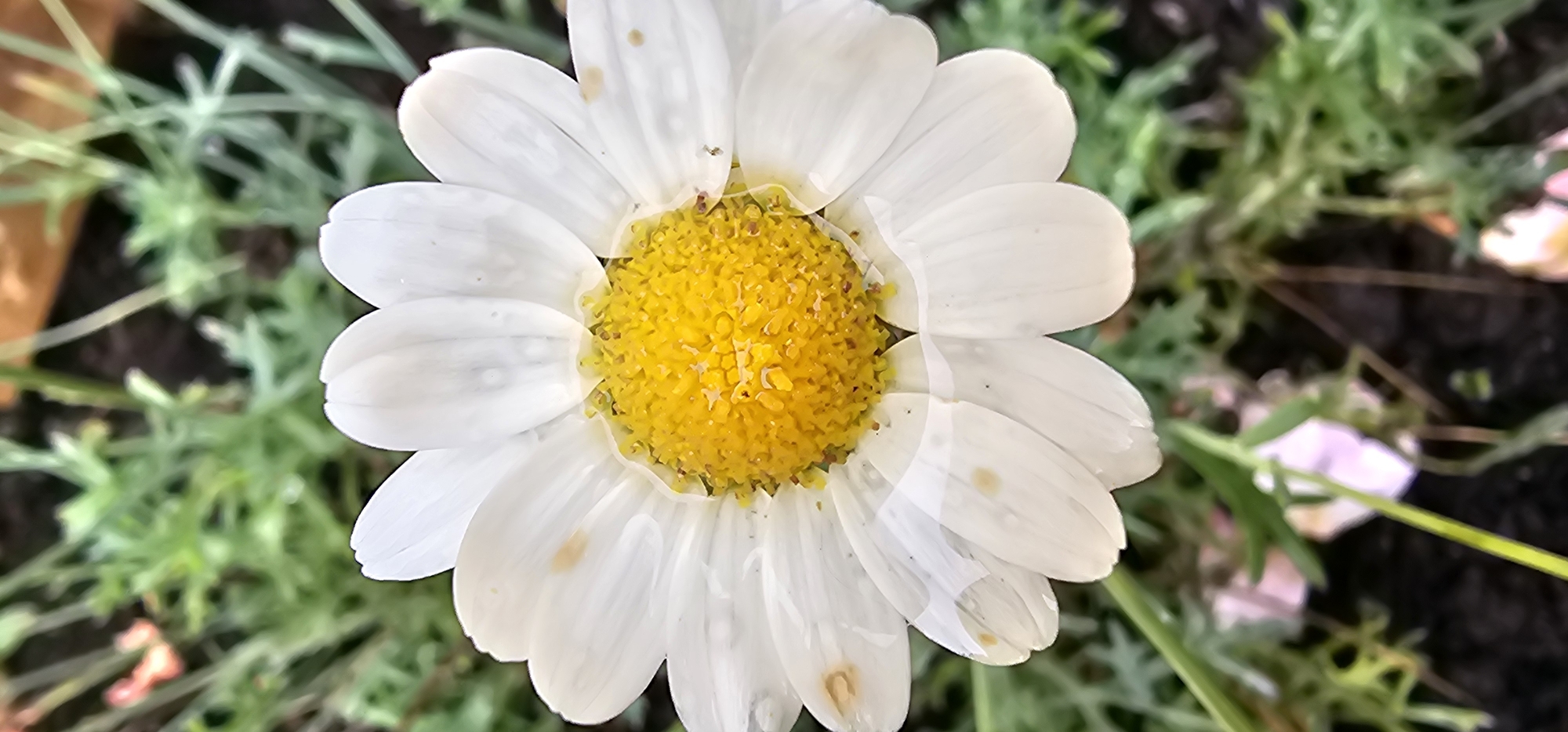 A close-up, vertical shot showcases the bright yellow center of a white daisy. The daisy's petals are delicate and appear slightly wet, with a few faint brown spots visible. The background is blurred, revealing lush green foliage and hints of other soft-colored flowers, suggesting an outdoor garden setting. The image's focus is solely on the intricate details of the daisy, highlighting its natural beauty. The specific location of Kilwinning, United Kingdom, is not discernible from the visual content of the image.