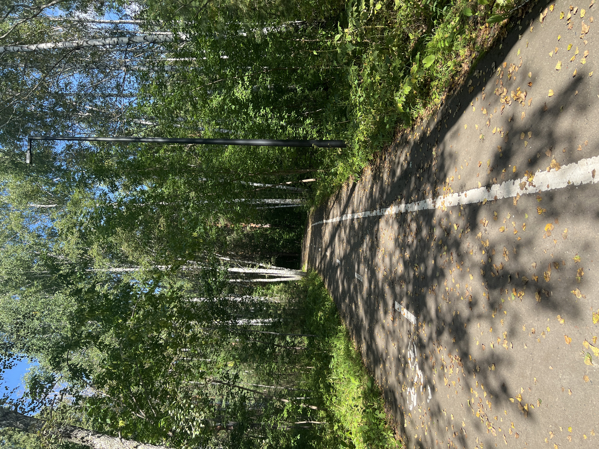 The image shows a paved pathway, likely a bike lane, winding through a forest on a sunny day. The pathway is marked with white lines, and the surface is covered with fallen yellow and brown leaves, suggesting it is autumn. Trees with green foliage line both sides of the path, with some birch trees visible among them. A tall, black lamppost stands on the right side of the path. The sky is blue with sparse white clouds. The scene appears to be a recreational area within a wooded park. This pathway is located in the "Tropikino" forest park in Krasnoyarsk, Russia, known for its well-maintained trails and natural environment.