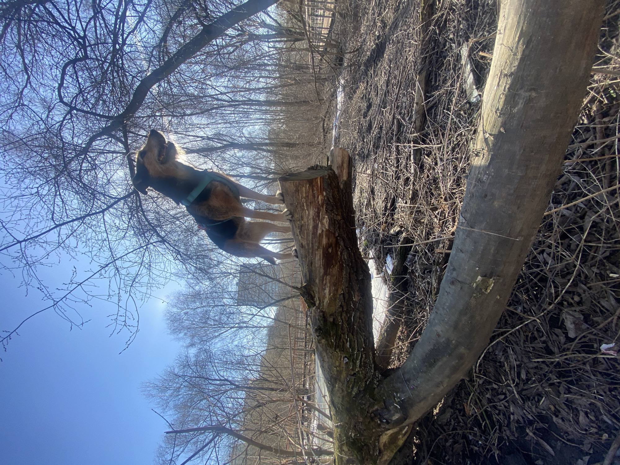 A medium, rotated, wide-angle shot depicts a dog standing atop a cut tree trunk. The dog, with brown and black fur, is wearing a green harness. It is looking up toward the branches of leafless trees set against a clear blue sky. The background includes the landscape of Khimki, Russia, revealing glimpses of a modern building and an elevated pedestrian walkway. The foreground shows the fallen tree trunk and a pile of dry branches and debris. The lighting is bright and sunny.