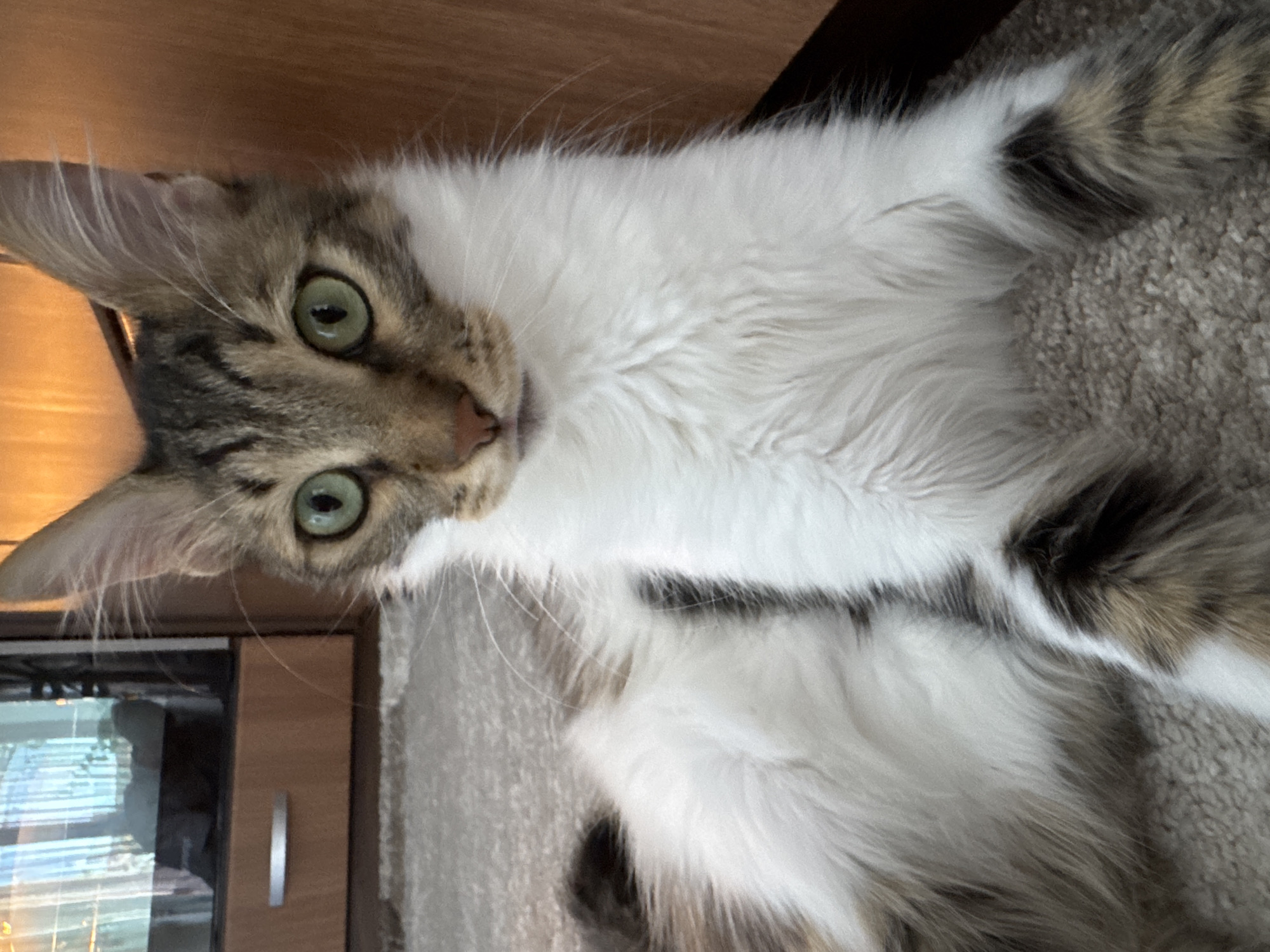 A long-haired cat with green eyes and tabby markings sits on a light-colored carpet. The cat is facing forward, looking directly at the camera. Its fur is white and brown, with black stripes on its legs and tail. In the background, a wooden cabinet with a metal handle is visible to the left, and a wooden wall is to the right. The image is taken indoors, likely in a residential setting, and does not provide any information about the city of Sofia, Bulgaria.